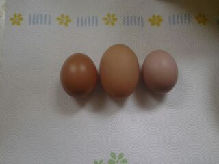 now the eggs are bigger.