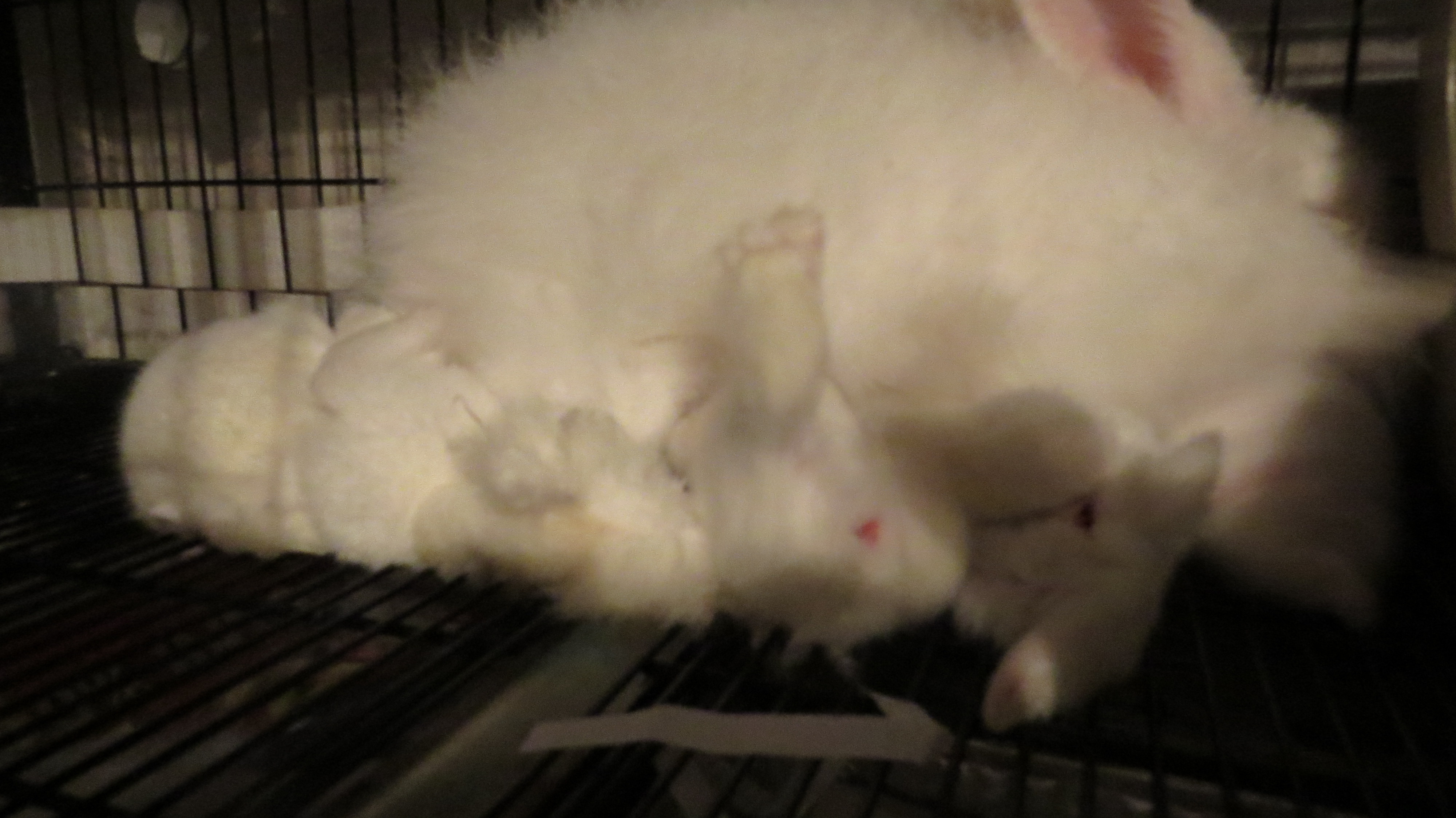 Now their all having lunch on Mom!