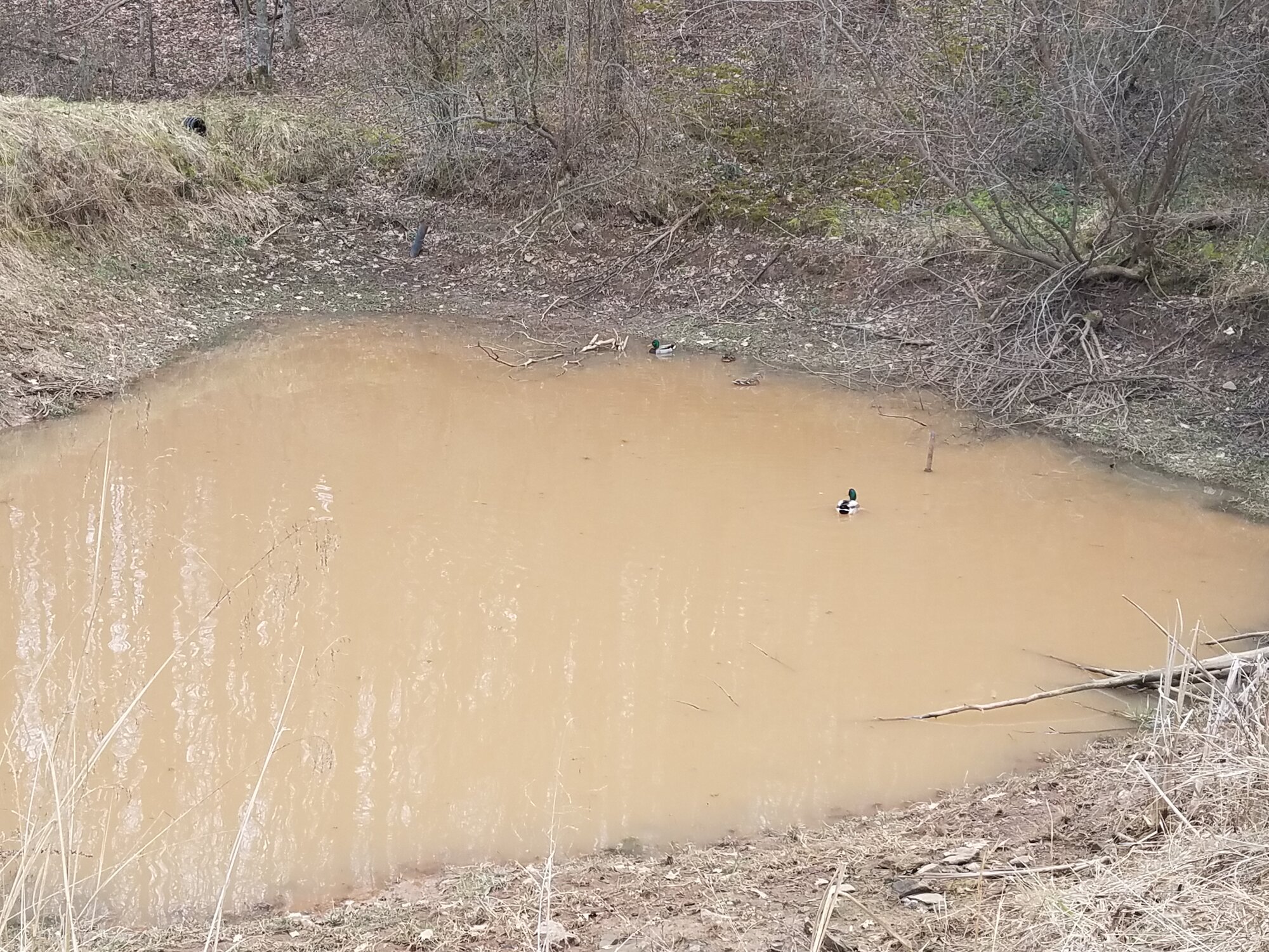 Now there are four Mallards in our pond