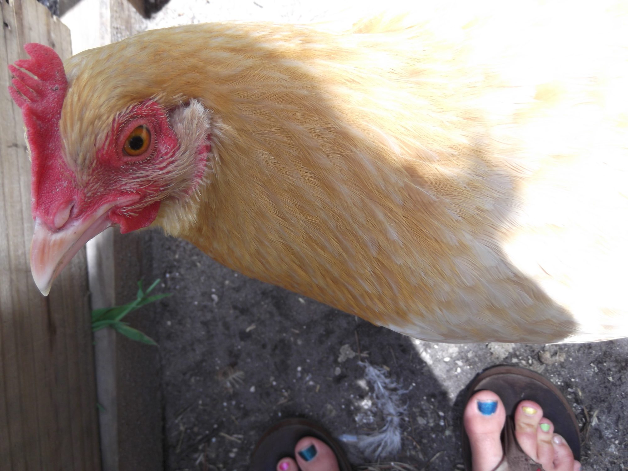 now this is a nice chicken! its fethers are a beautiful shad of gold, and it is very friendly.