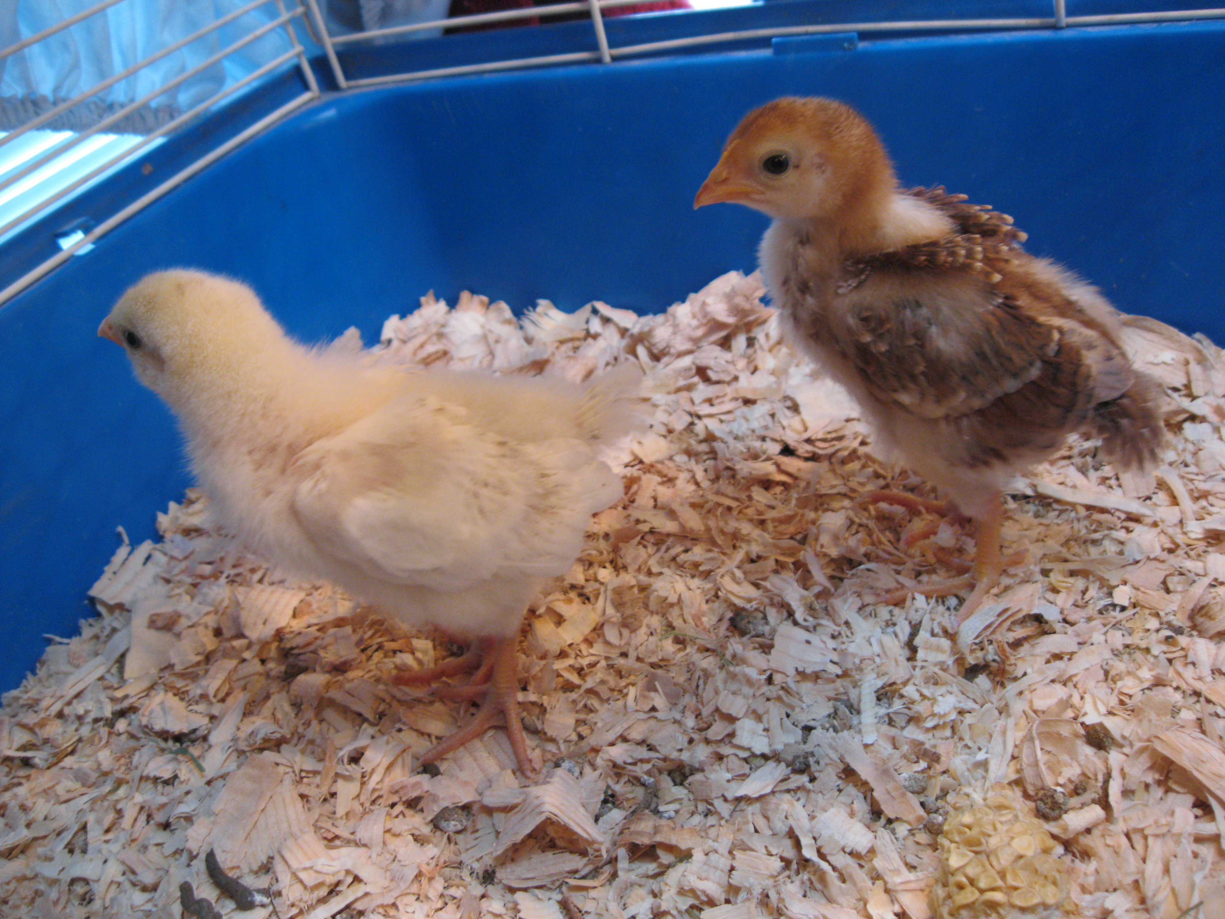 Now we are almost 2 weeks old. And we both finally have names. Bossy is the Delaware and Rue is the Rhode Island Red.