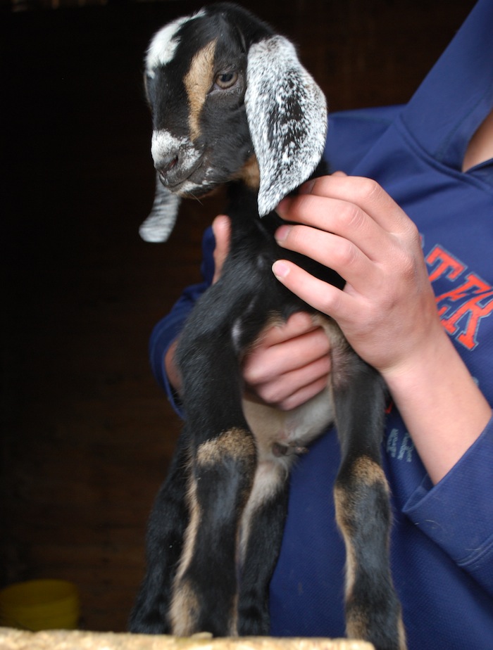 Nubian x LaMancha buckling