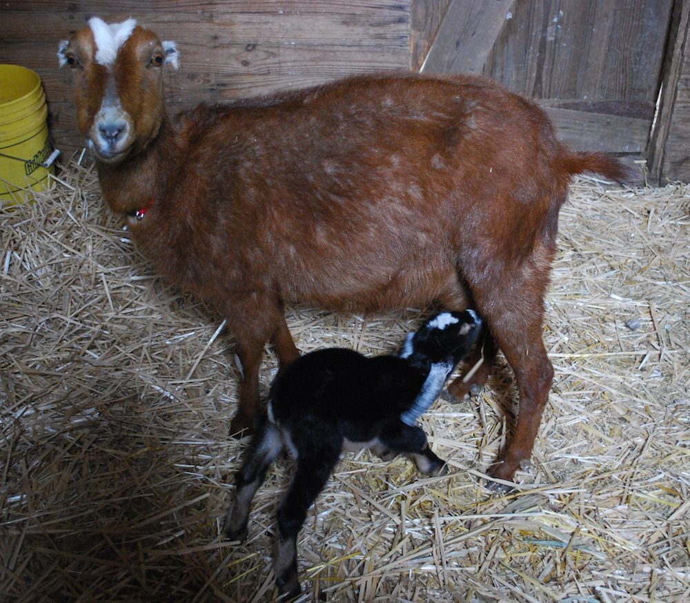 Nubian x LaMancha doe with buckling