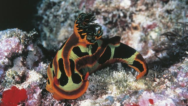 nudibranch mollusk