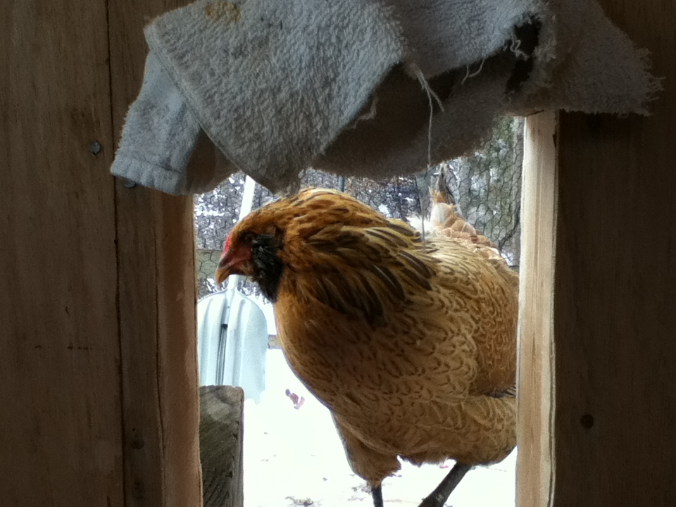 Nugget, a Easter egger