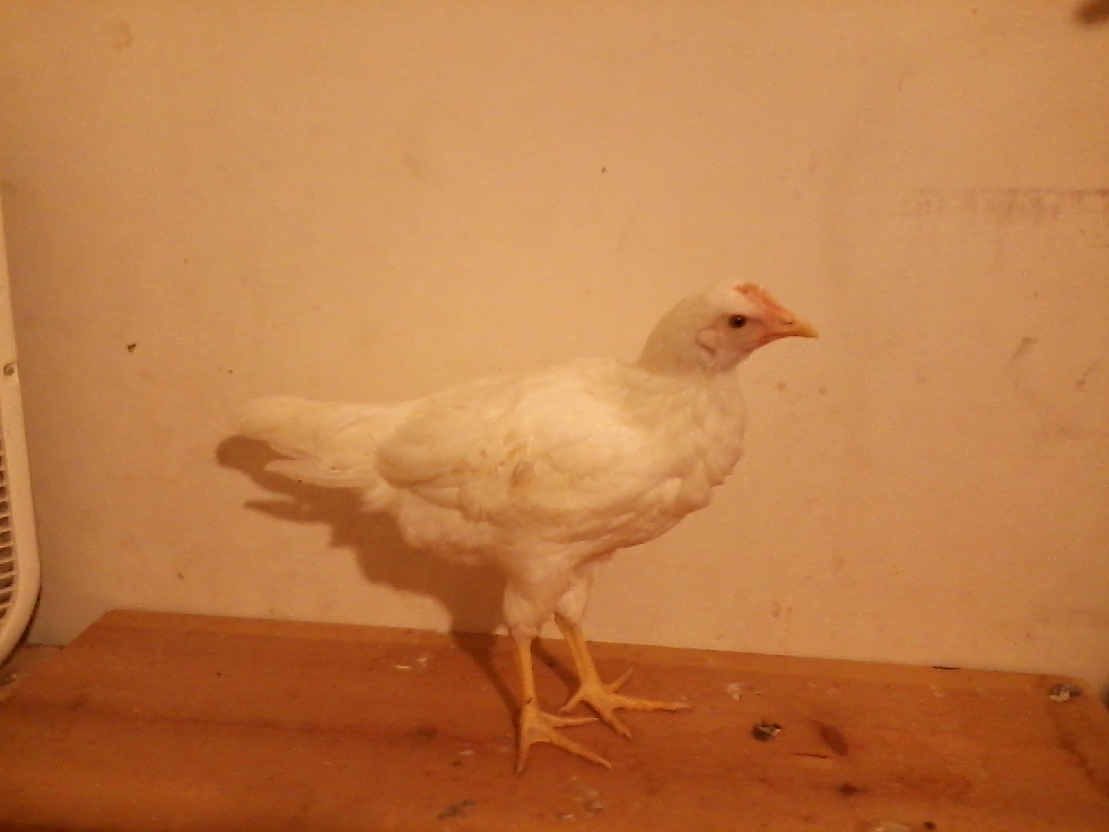 Nugget, a White Leghorn pullet approximately 9 weeks old.