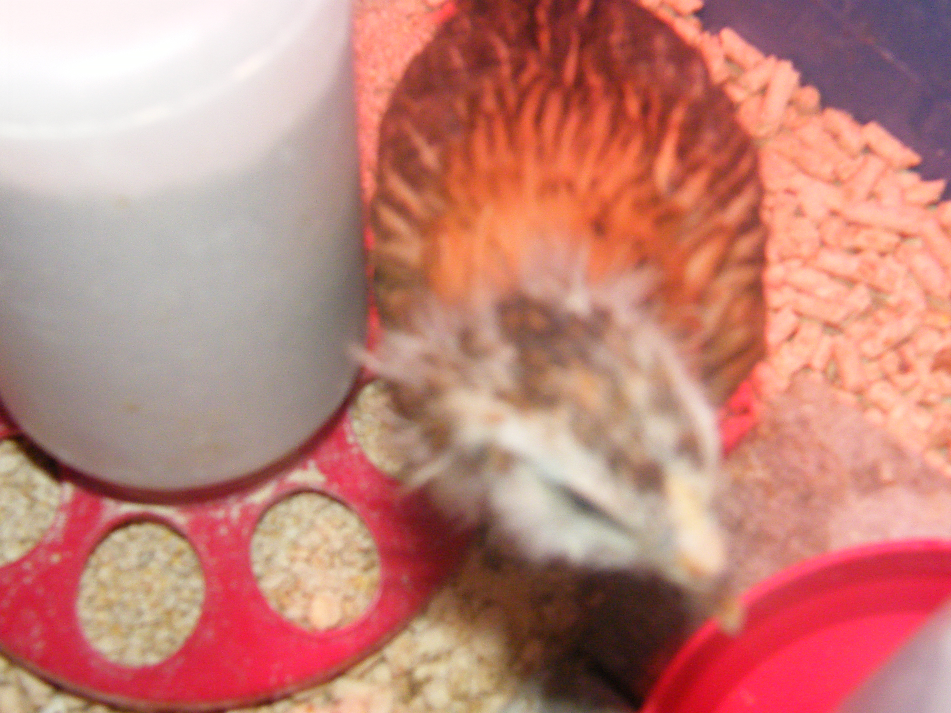 Nugget aka Wild Chicken Nugget