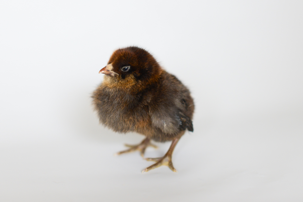 Nugget, Ameraucana