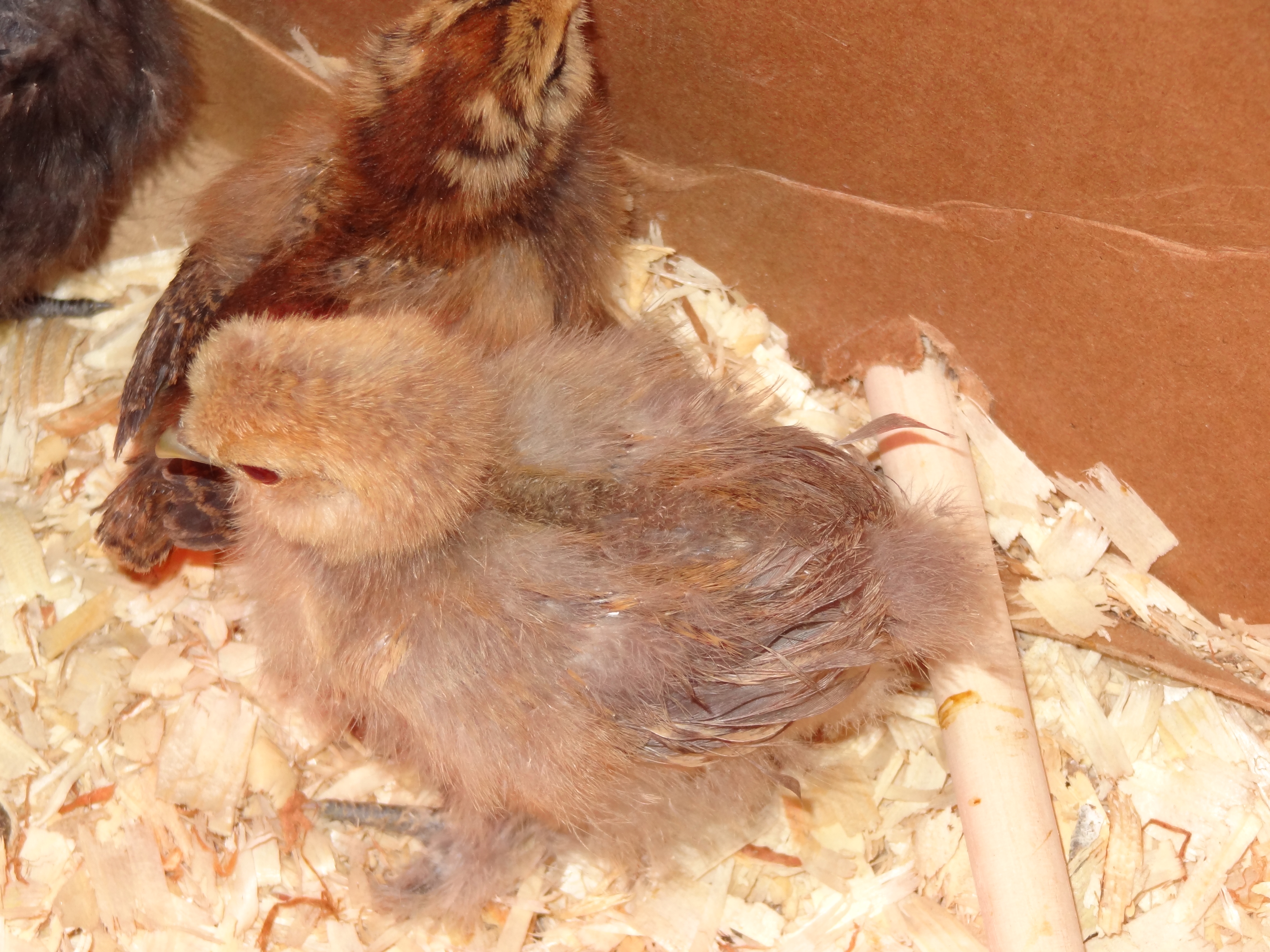 Nugget and Cashew.......