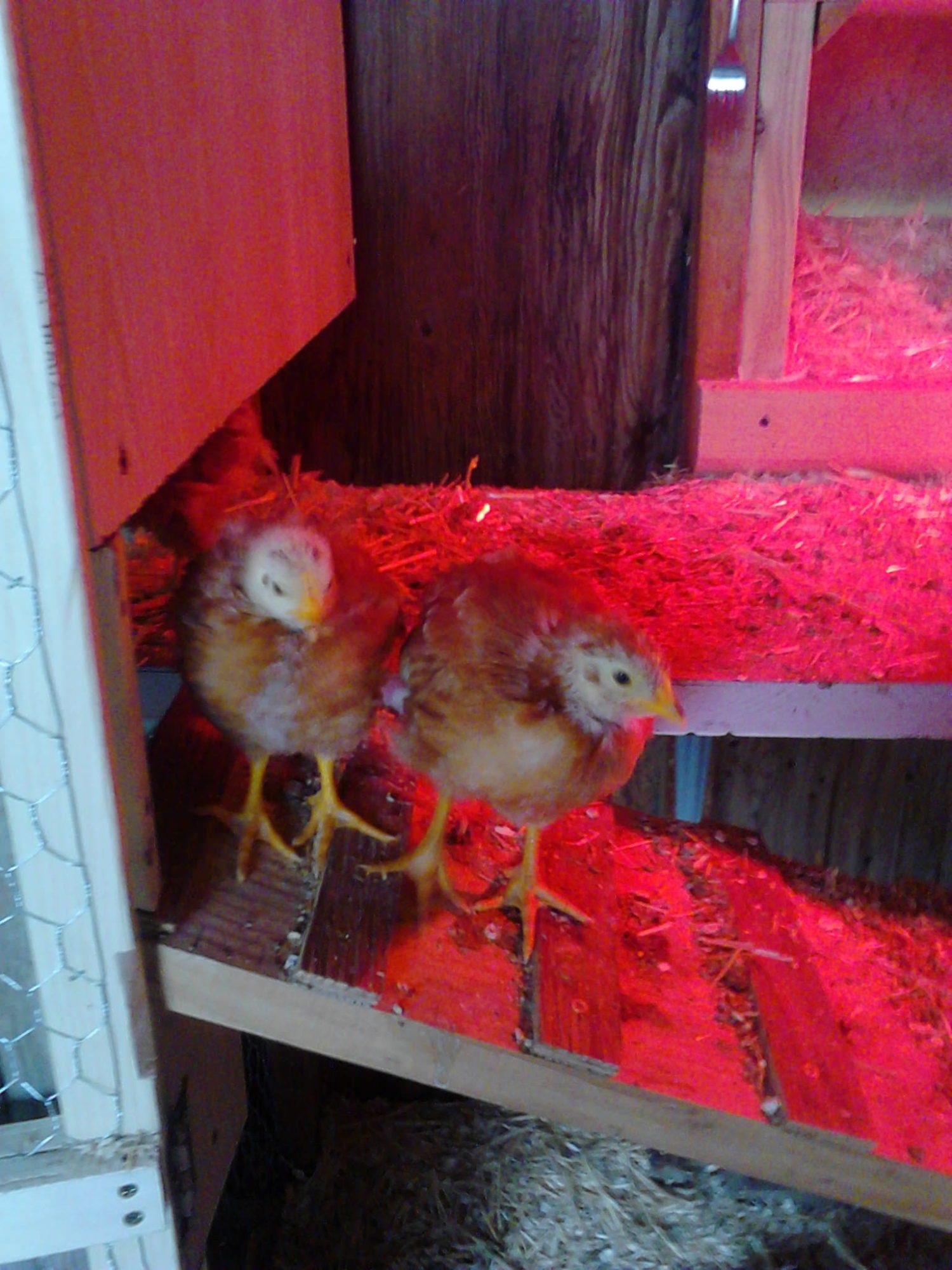 Nugget and Dianna