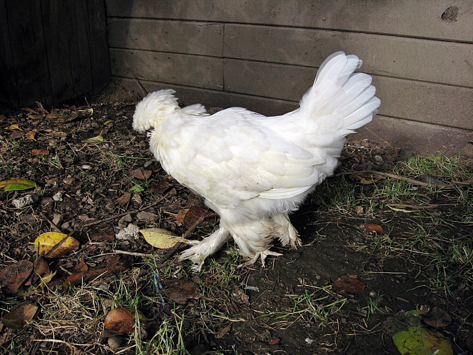 Nugget and her beautiful tail feathers