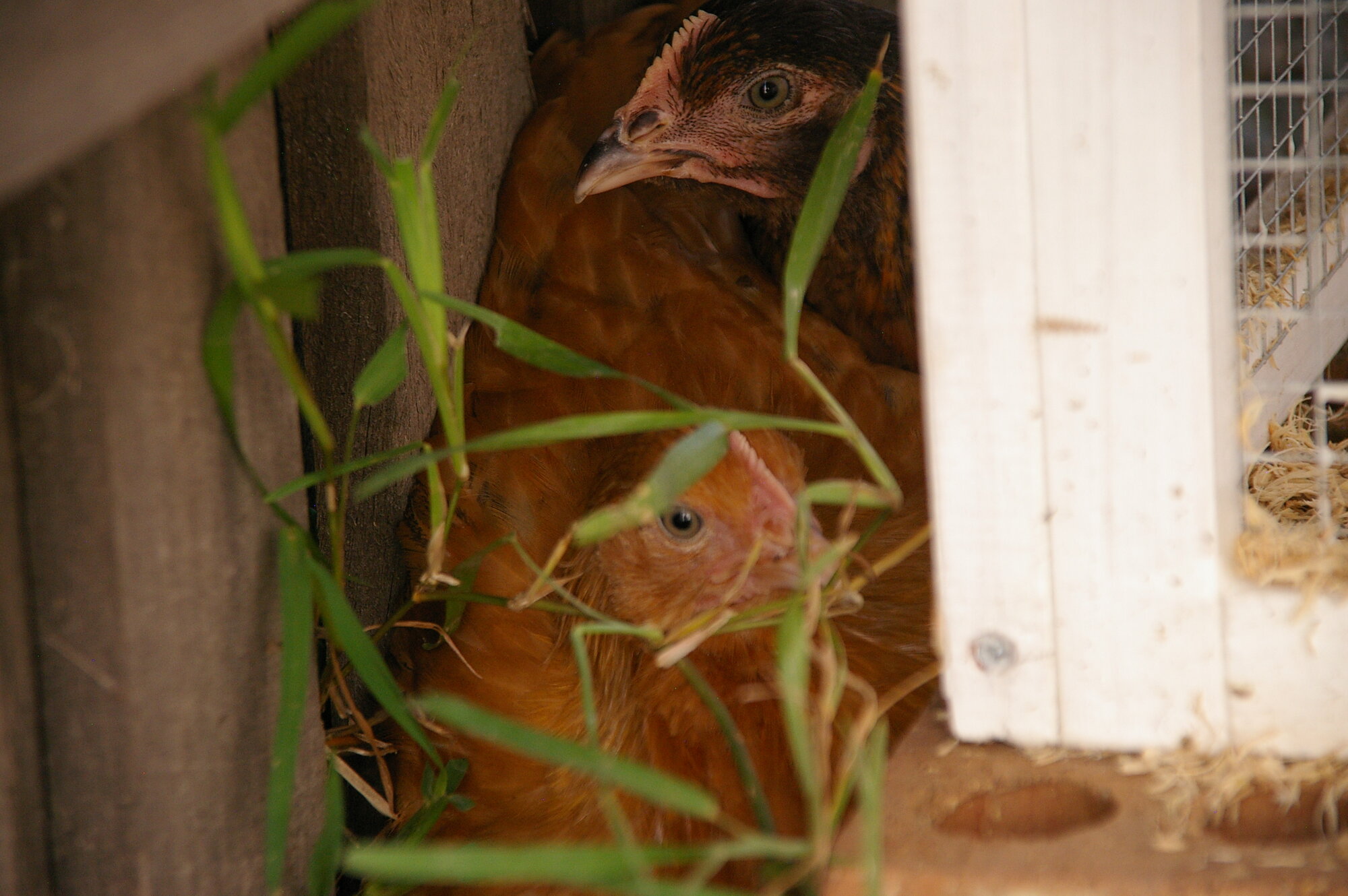 Nugget and Milo