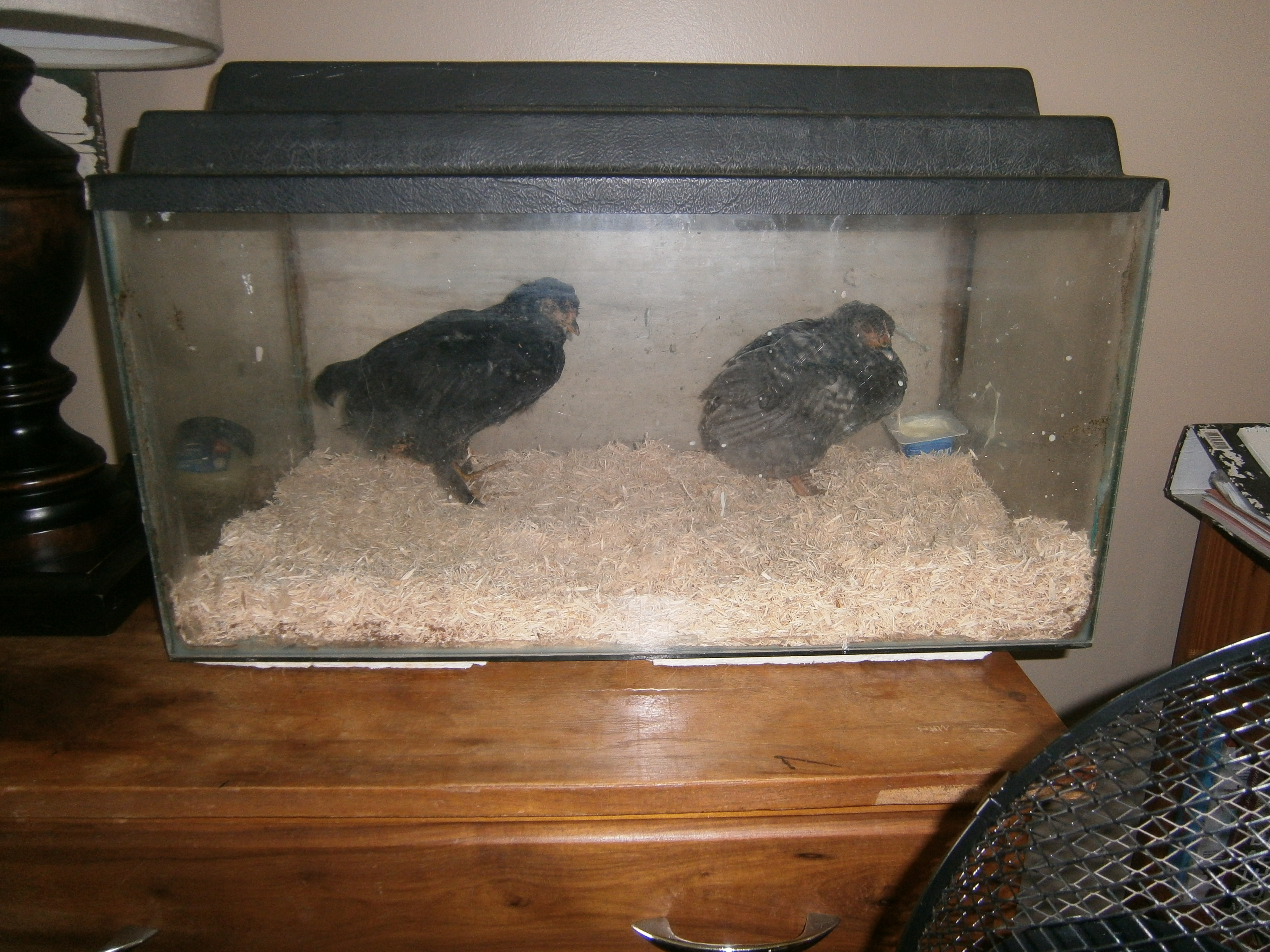 Nugget and Sugar in the "Get Well Tank"