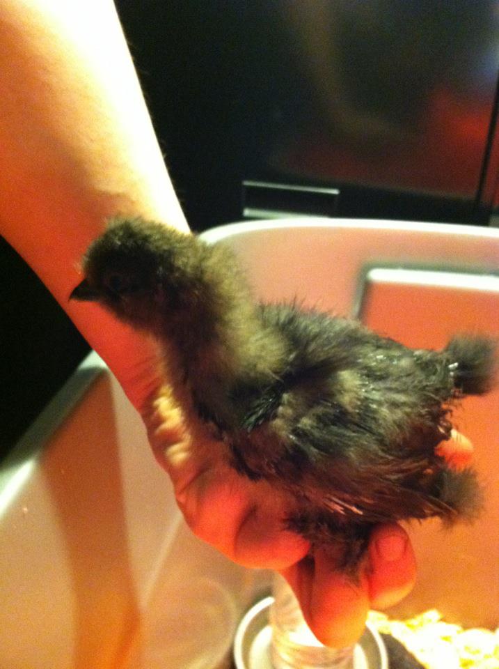 Nugget (Bantam)