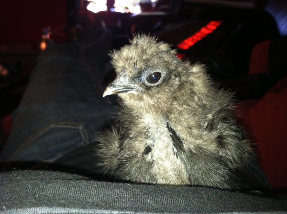 Nugget (Bantam)