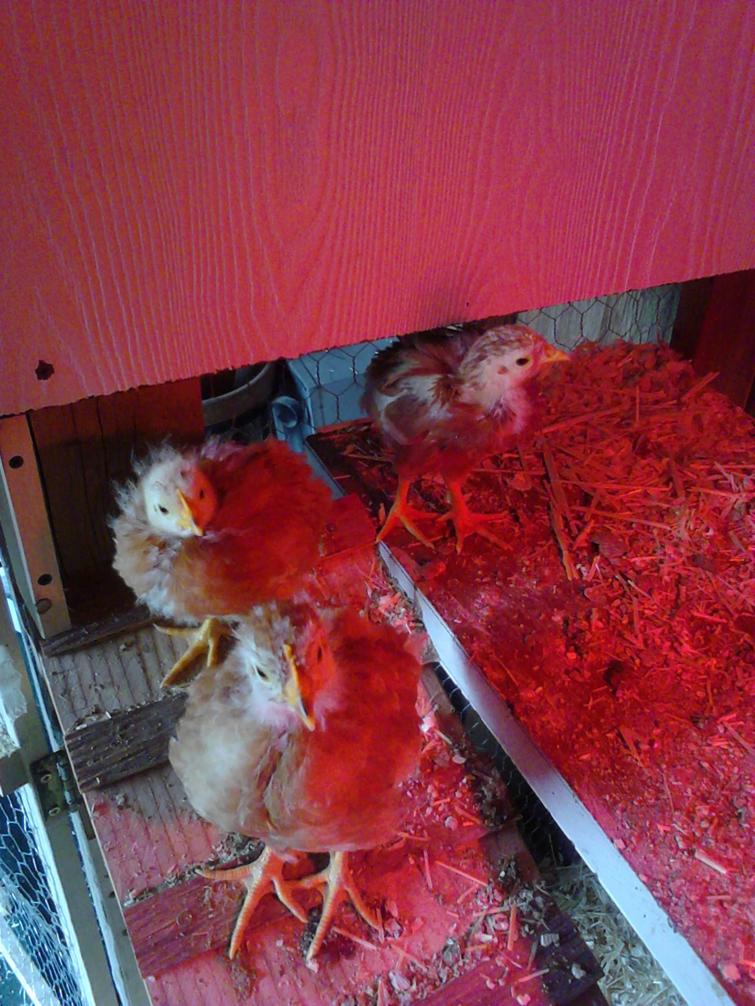Nugget, Dianna, and Princess