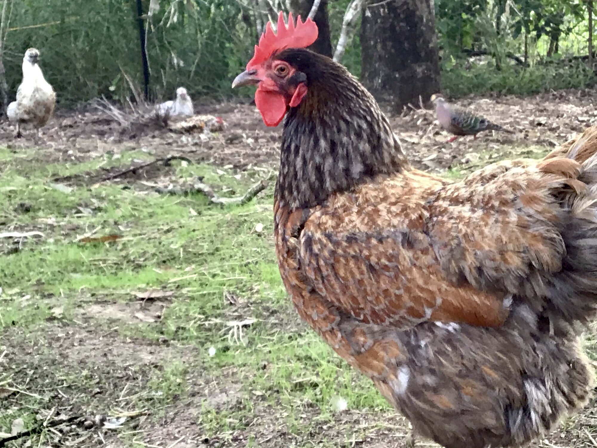 Nugget entering molting