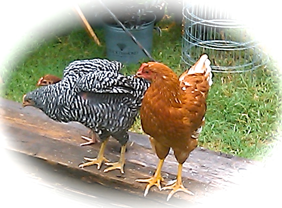 Nugget & Ethel