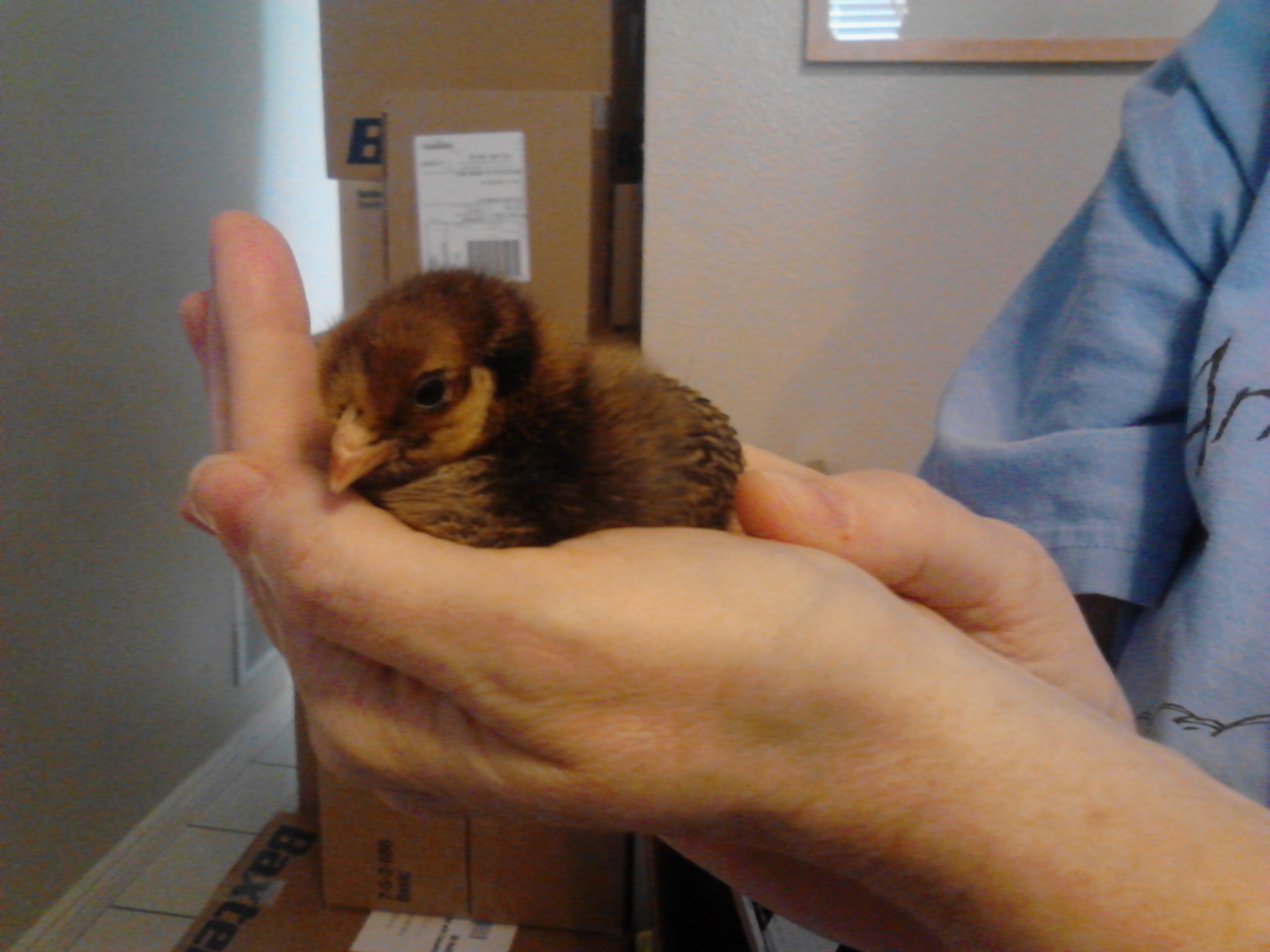 Nugget! GLW