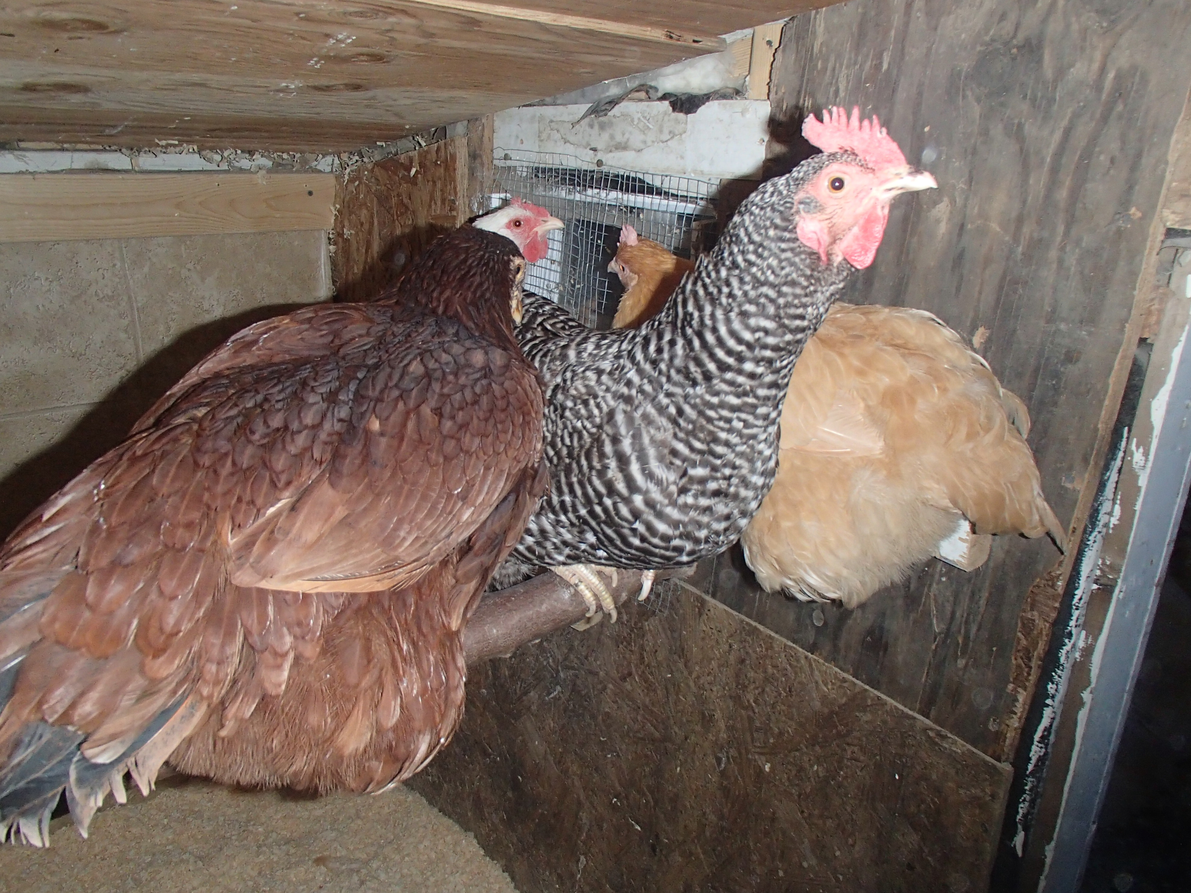 Nugget: "guys GUYS!! Move over you're chocking me!!"