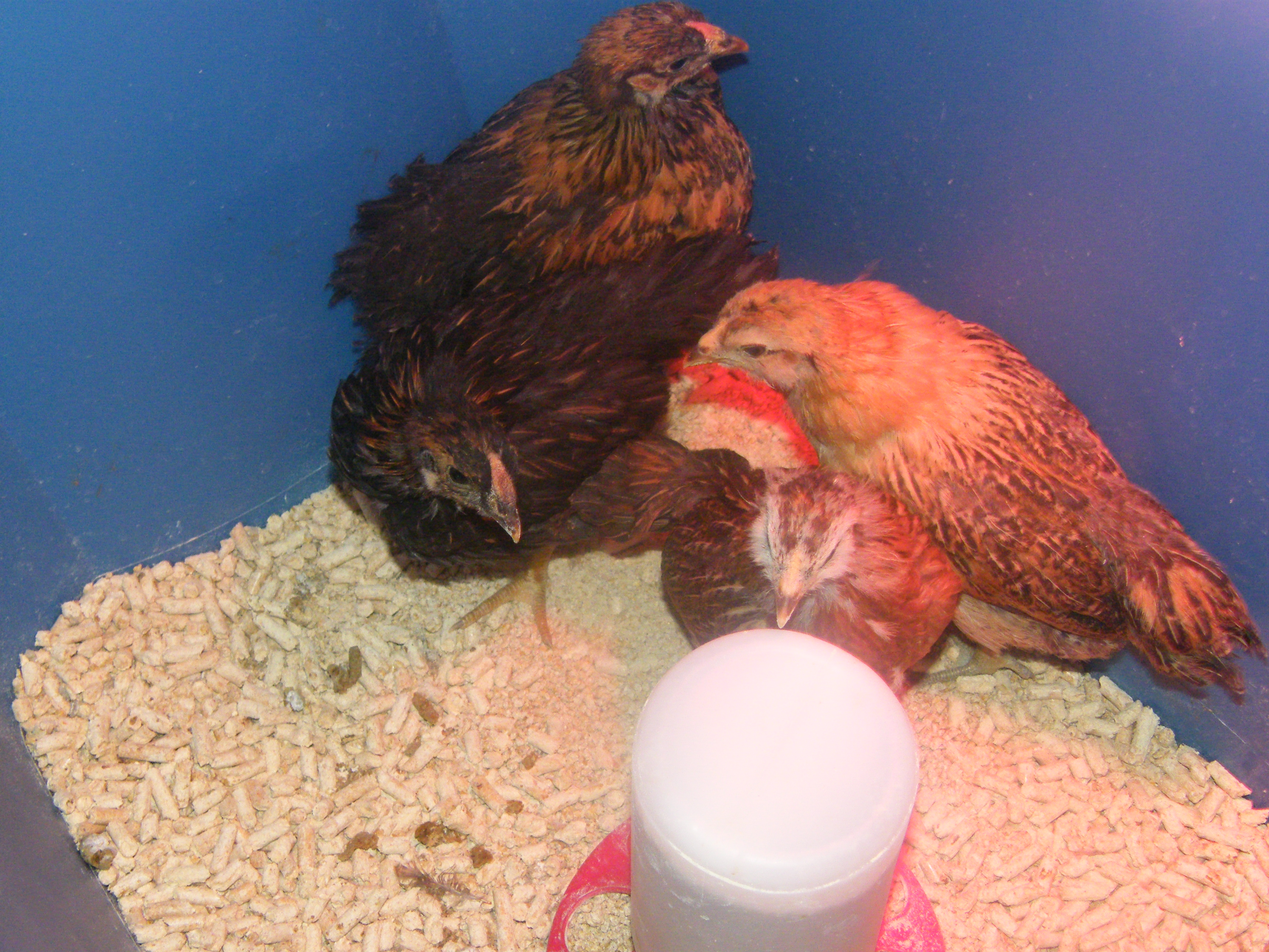 Nugget in front, Hooters to the right, Ethel to the left, and Lucy behind