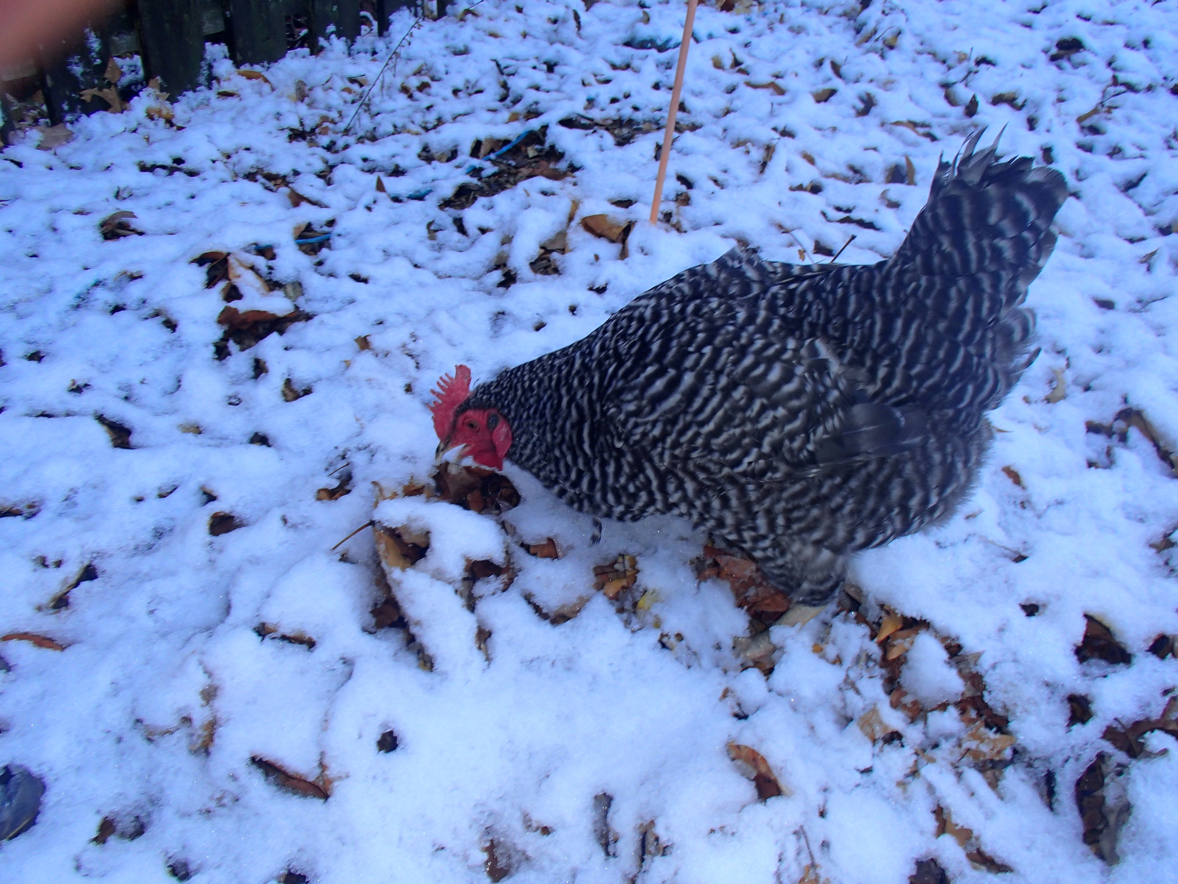 Nugget in the snow :)