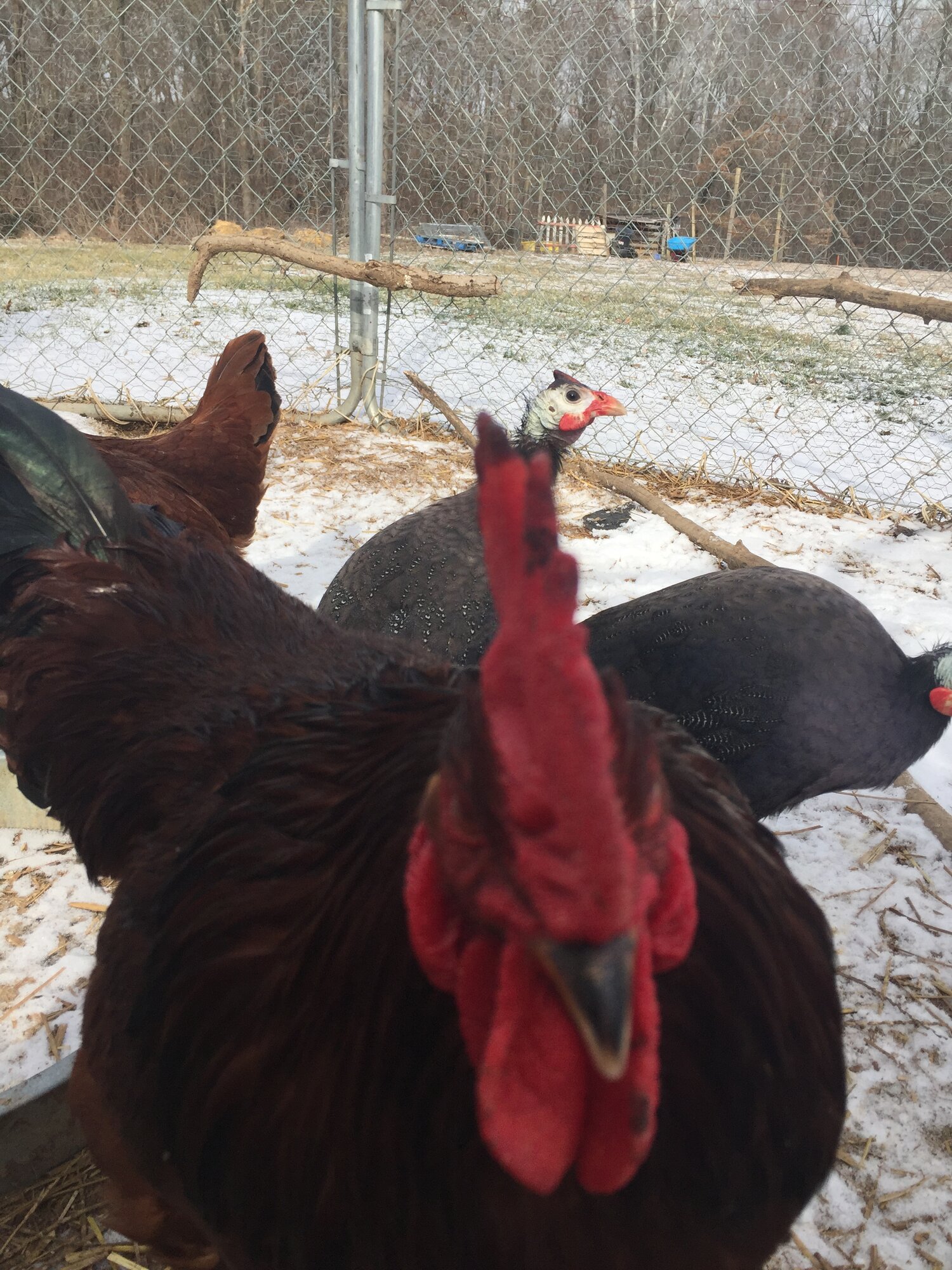Nugget investigating the camera