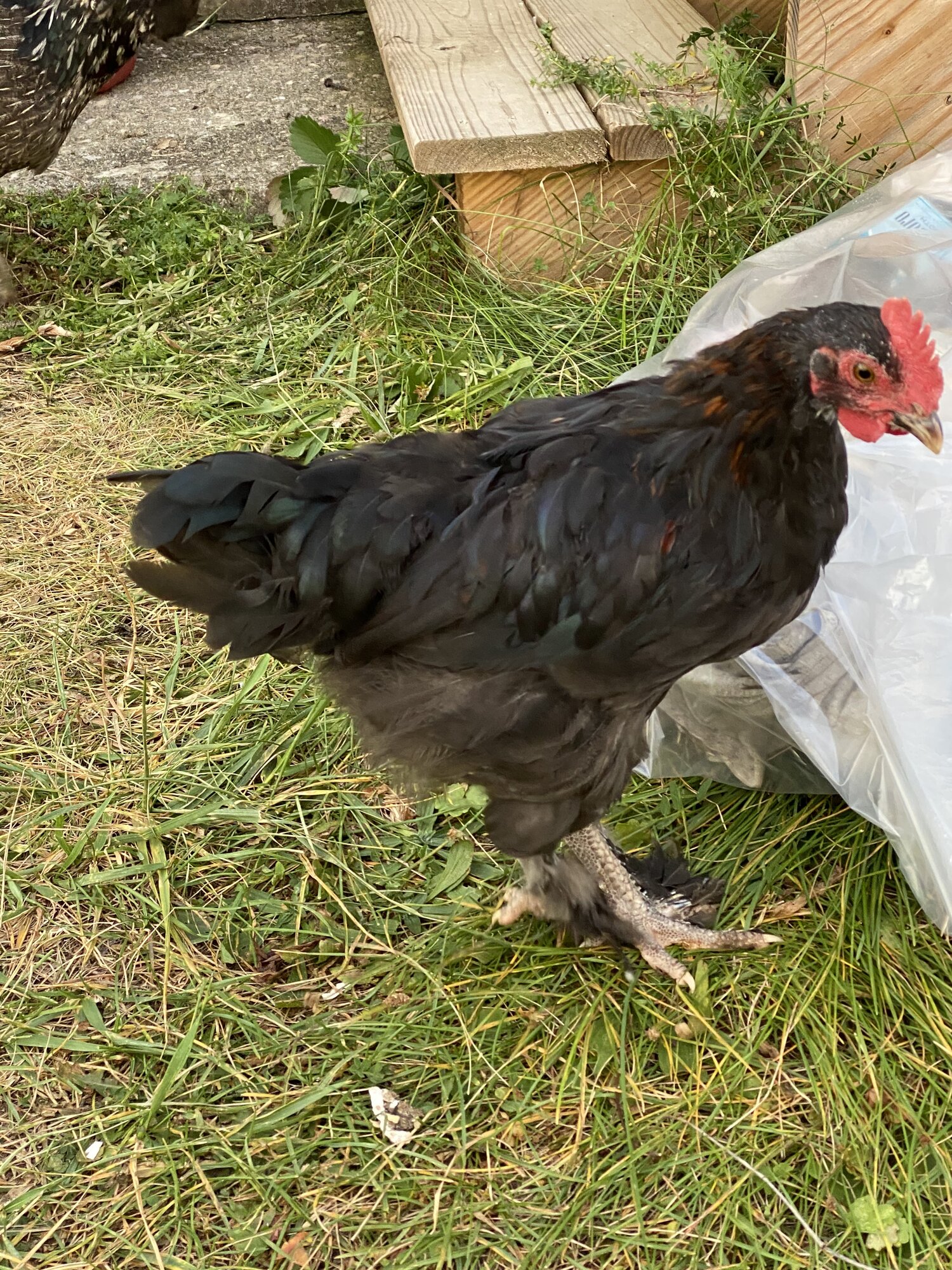 Nugget is growing up quick!