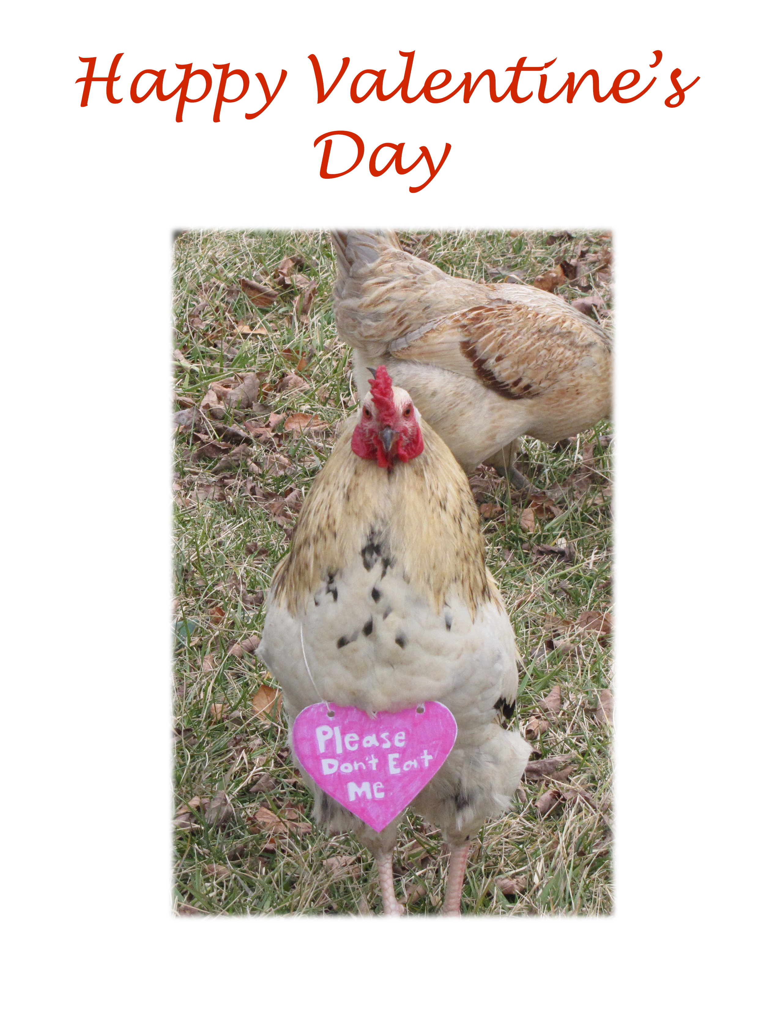 Nugget posing so nicely for my step-dad's Valentine's day card haha