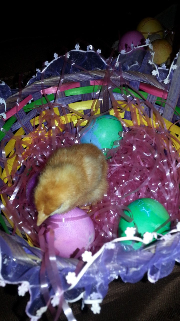 Nugget "Red"