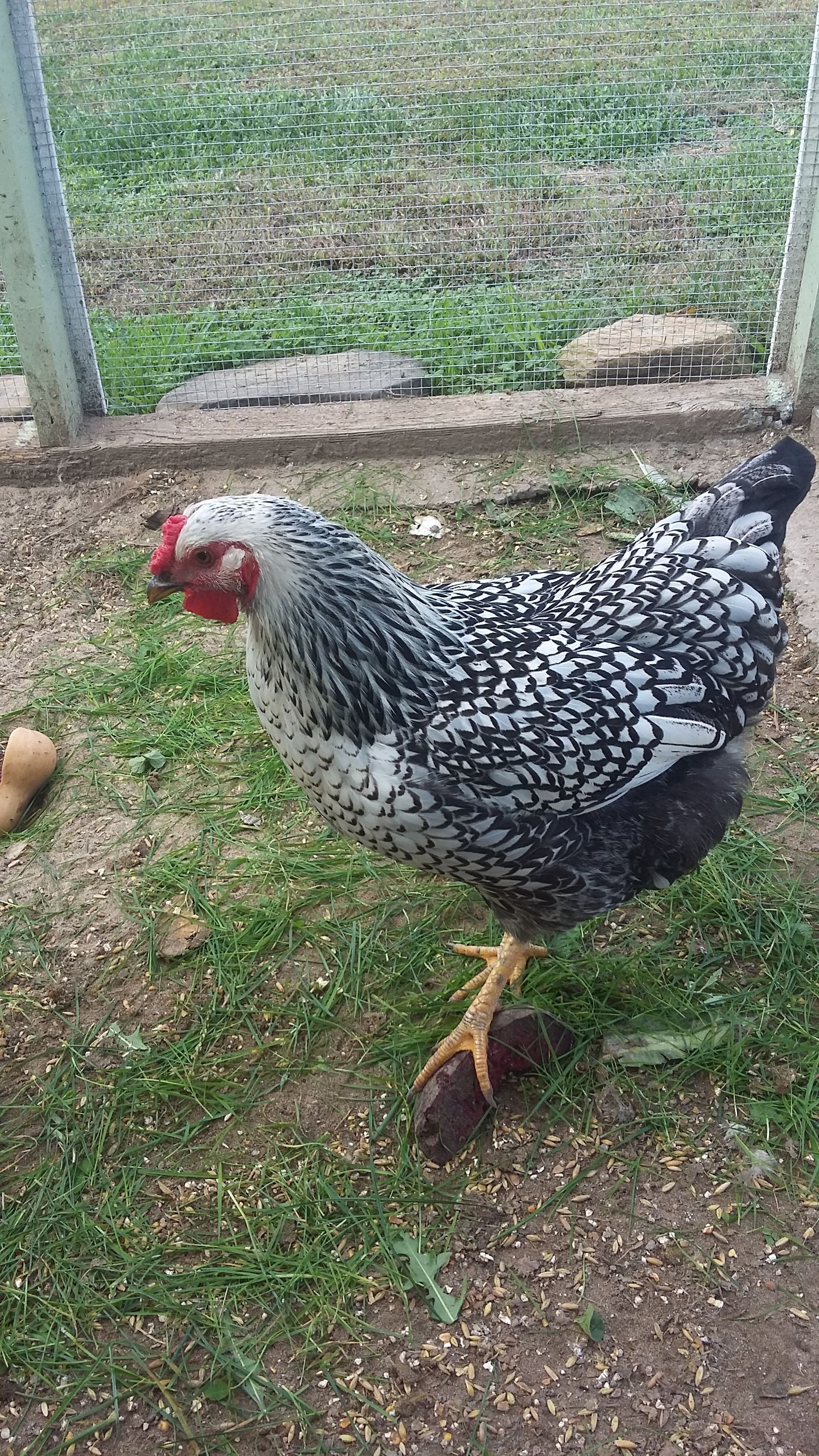 Nugget (Silver Laced Wynndotte)