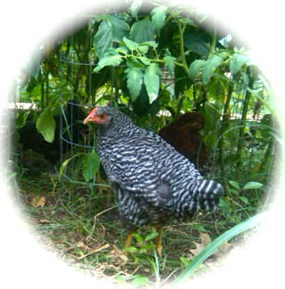 Nugget & the rest of the gals have acquired a taste for anything growing in my garden.  Next year the garden will be fence off, but I suspect any vegetable in a neck's reach will disappear!
