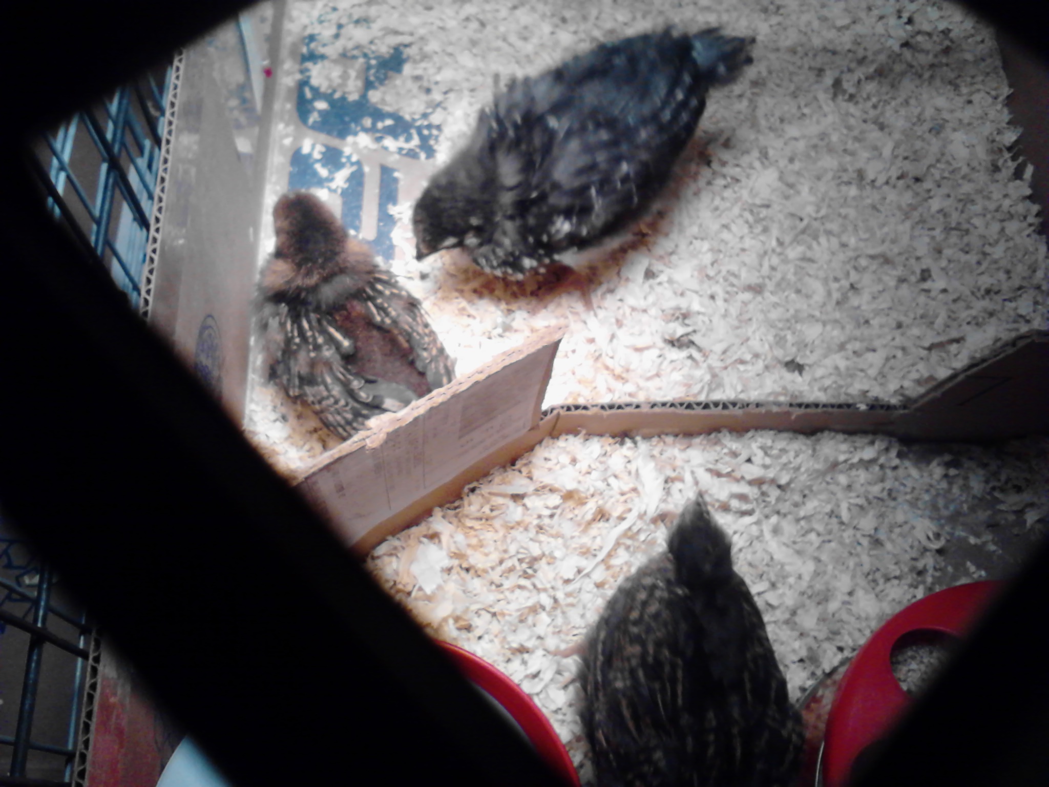 Nugget (the smaller one) beside Dumpling.  We're not sure why she's so much smaller (about half the size of the other two) since she's not getting bullied and hasn't been sick that we've noticed.