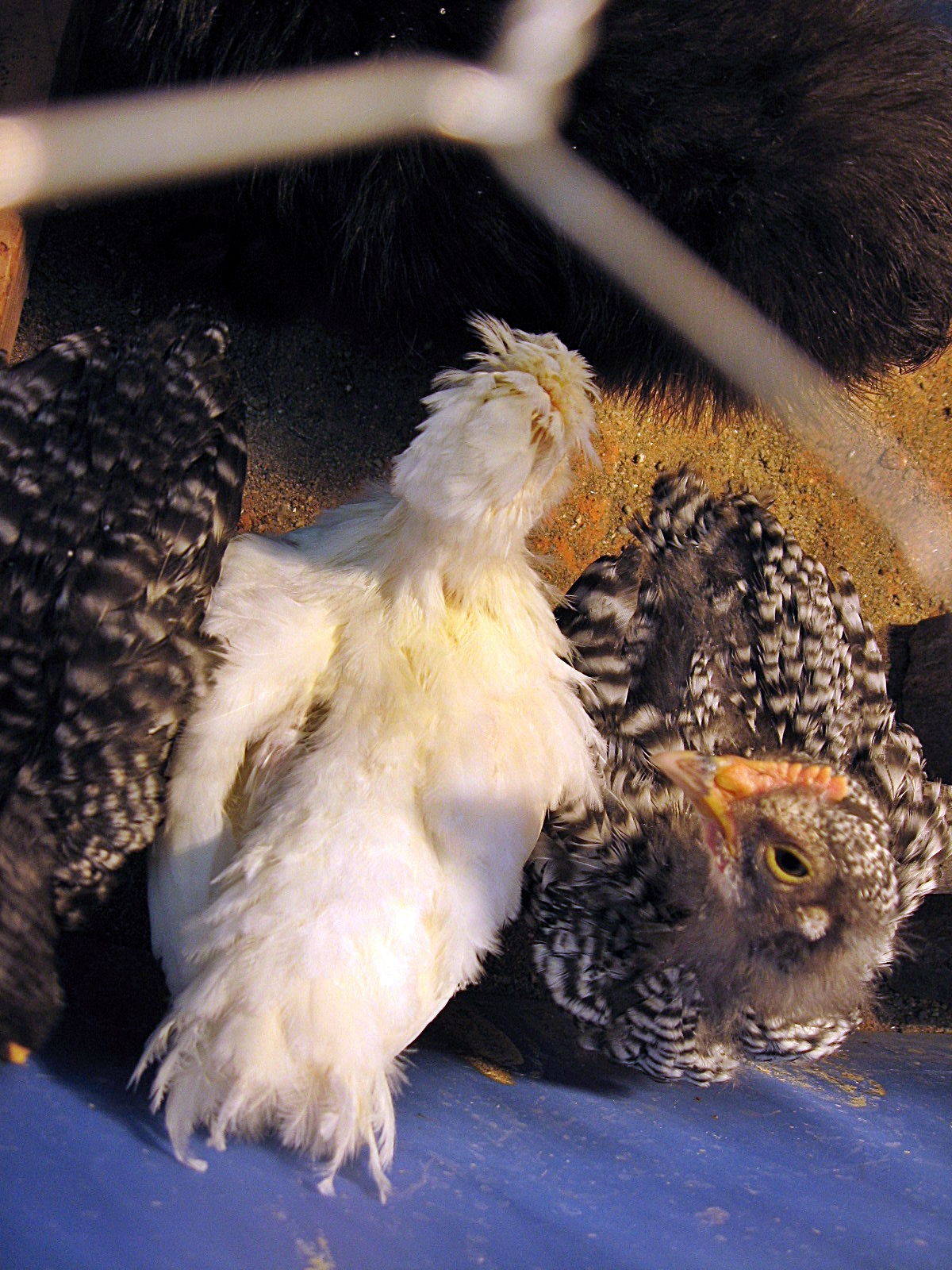 Nugget, the Sultan.  Such a shy little chick, I couldn't get a good picture of him/her
