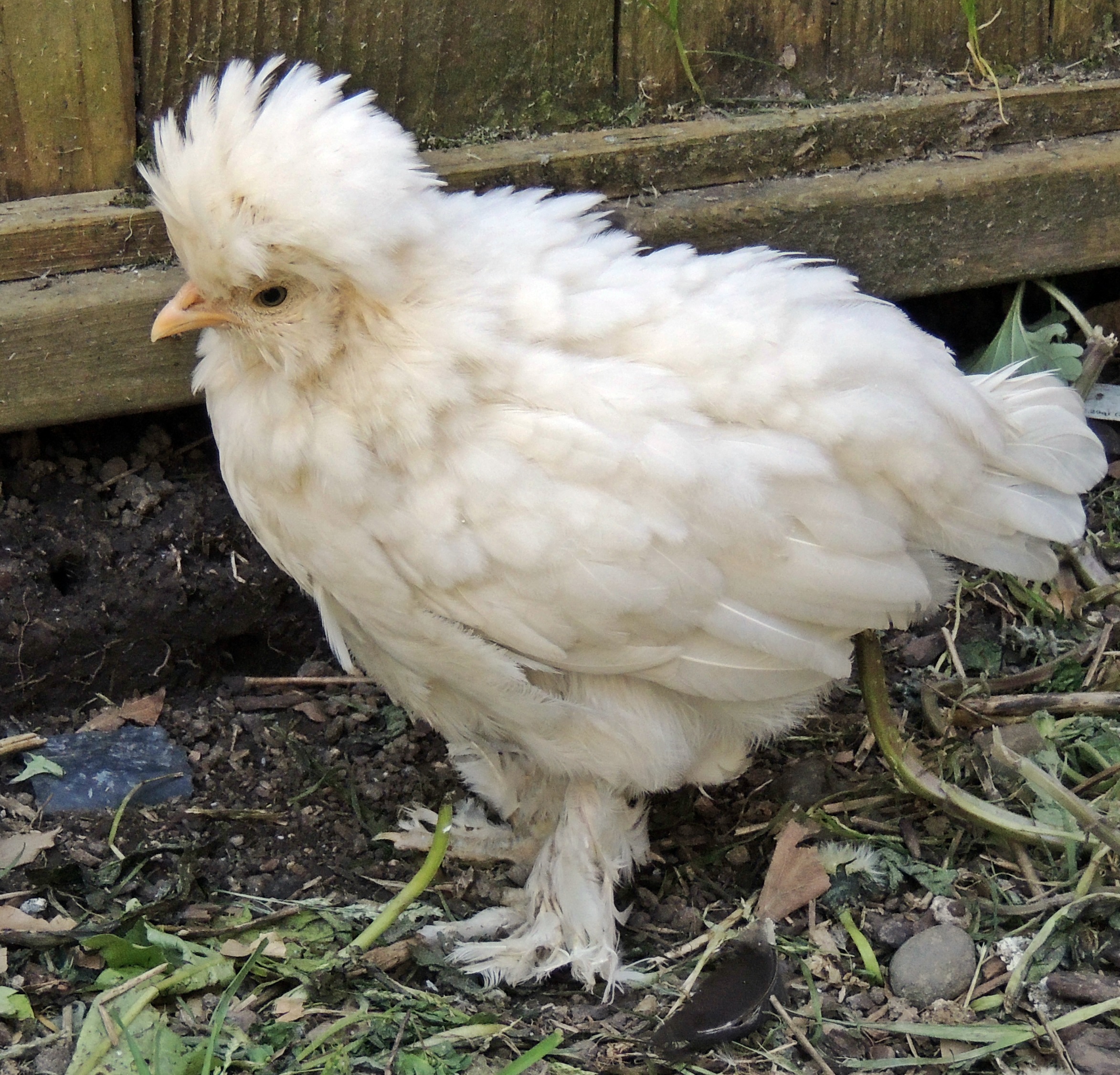 Nugget, the Sultan