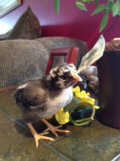 Nugget week 2