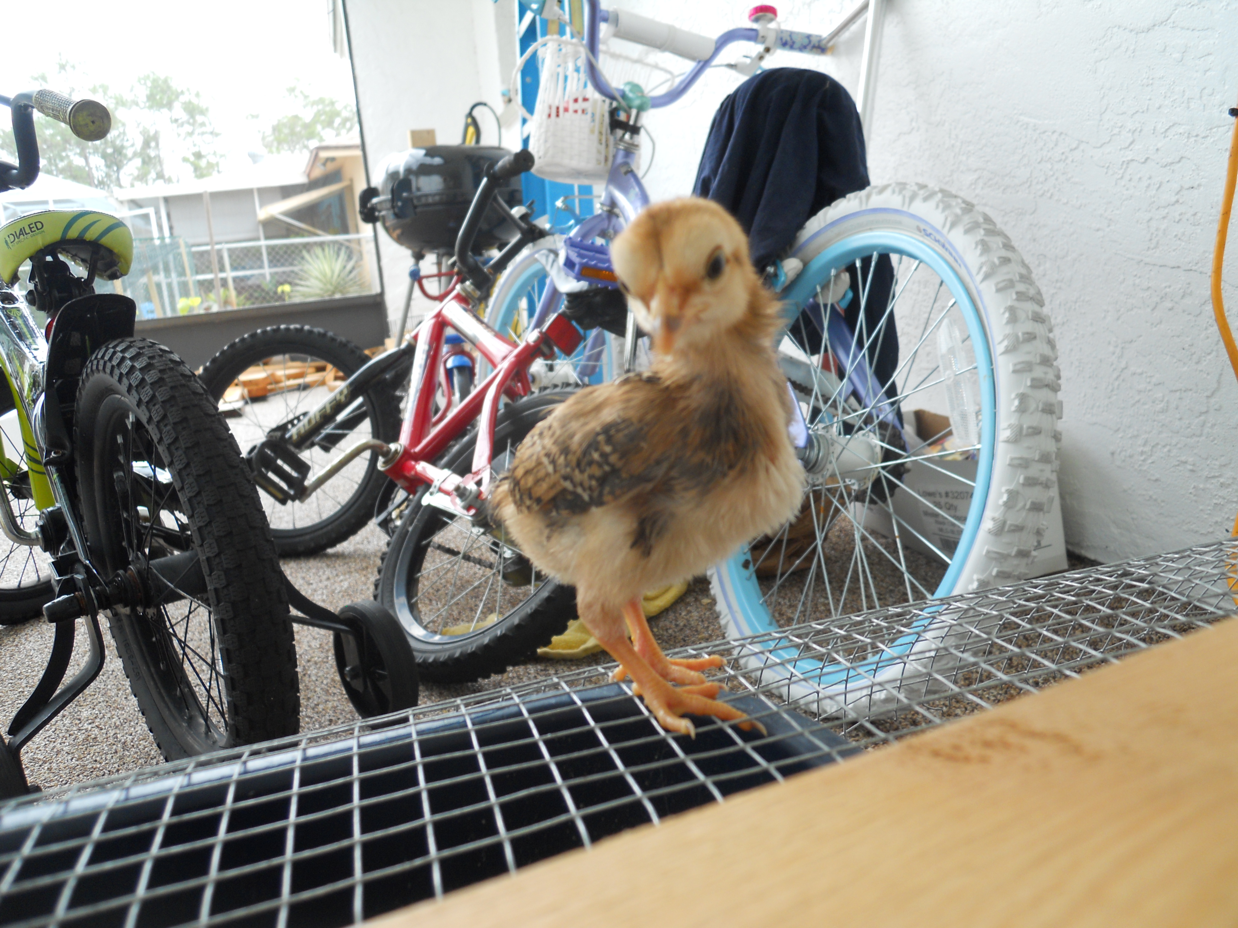 nugget