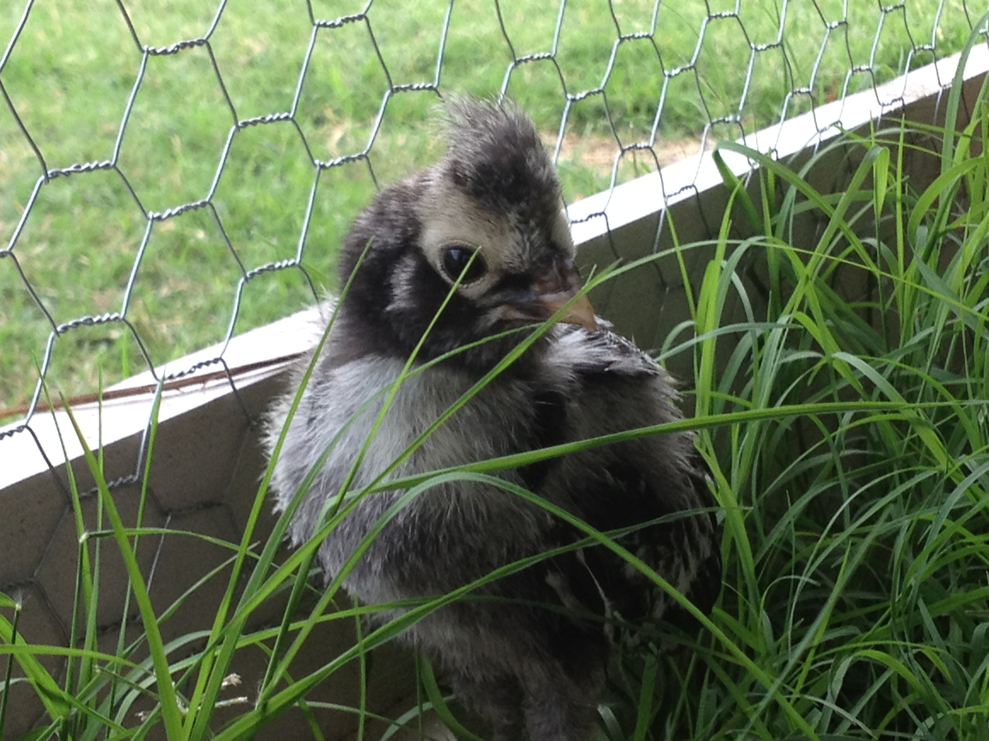 Nugget