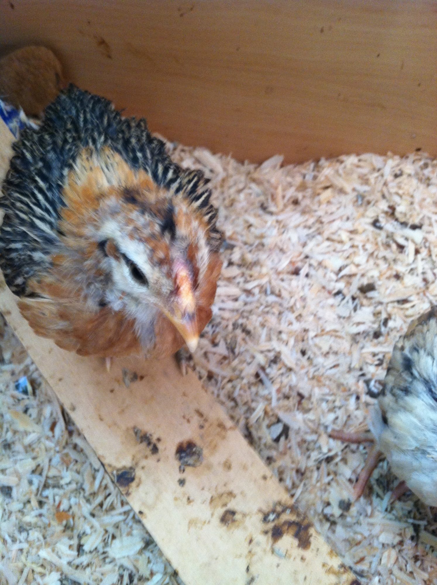 Nugget