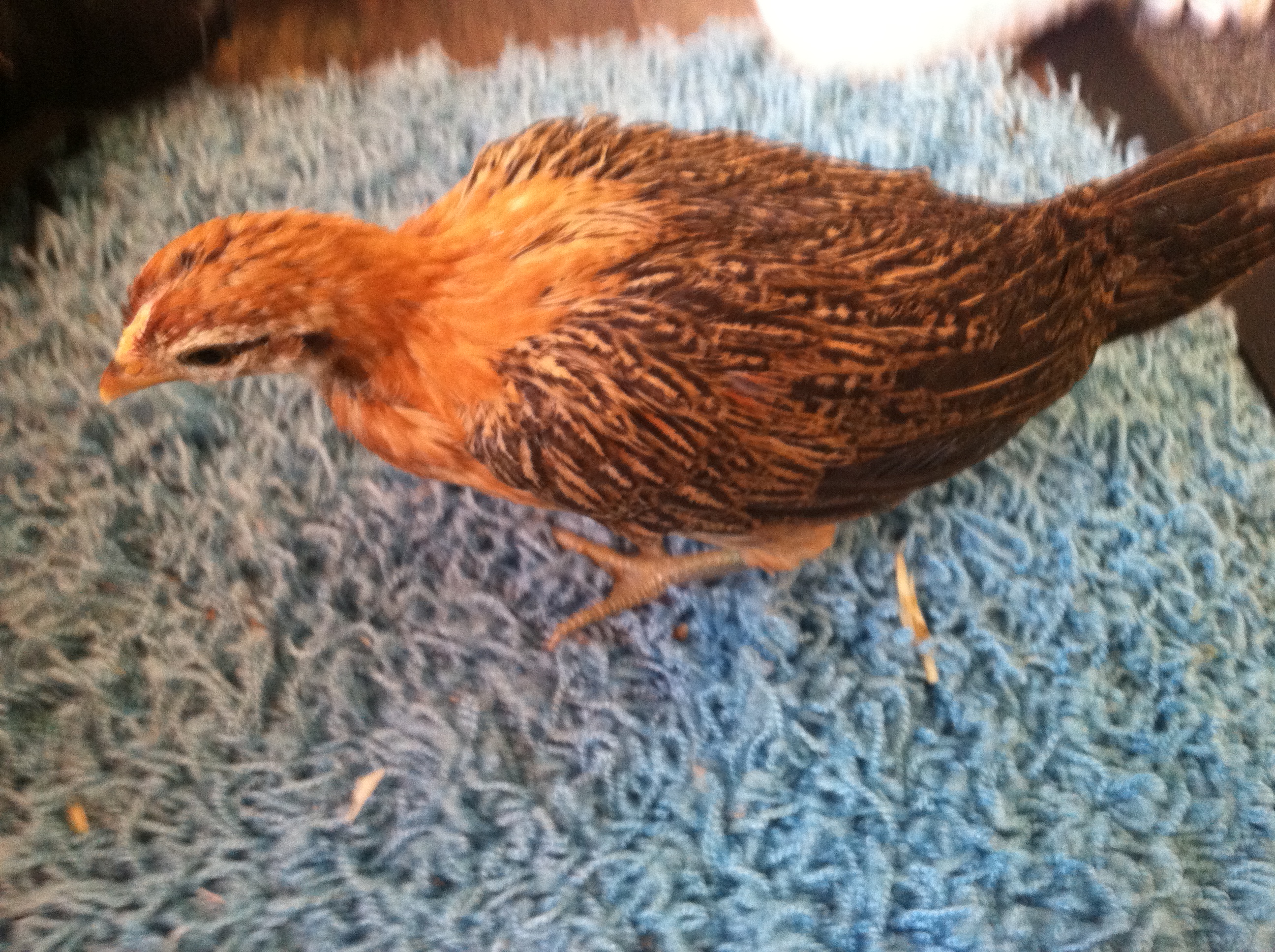 Nugget