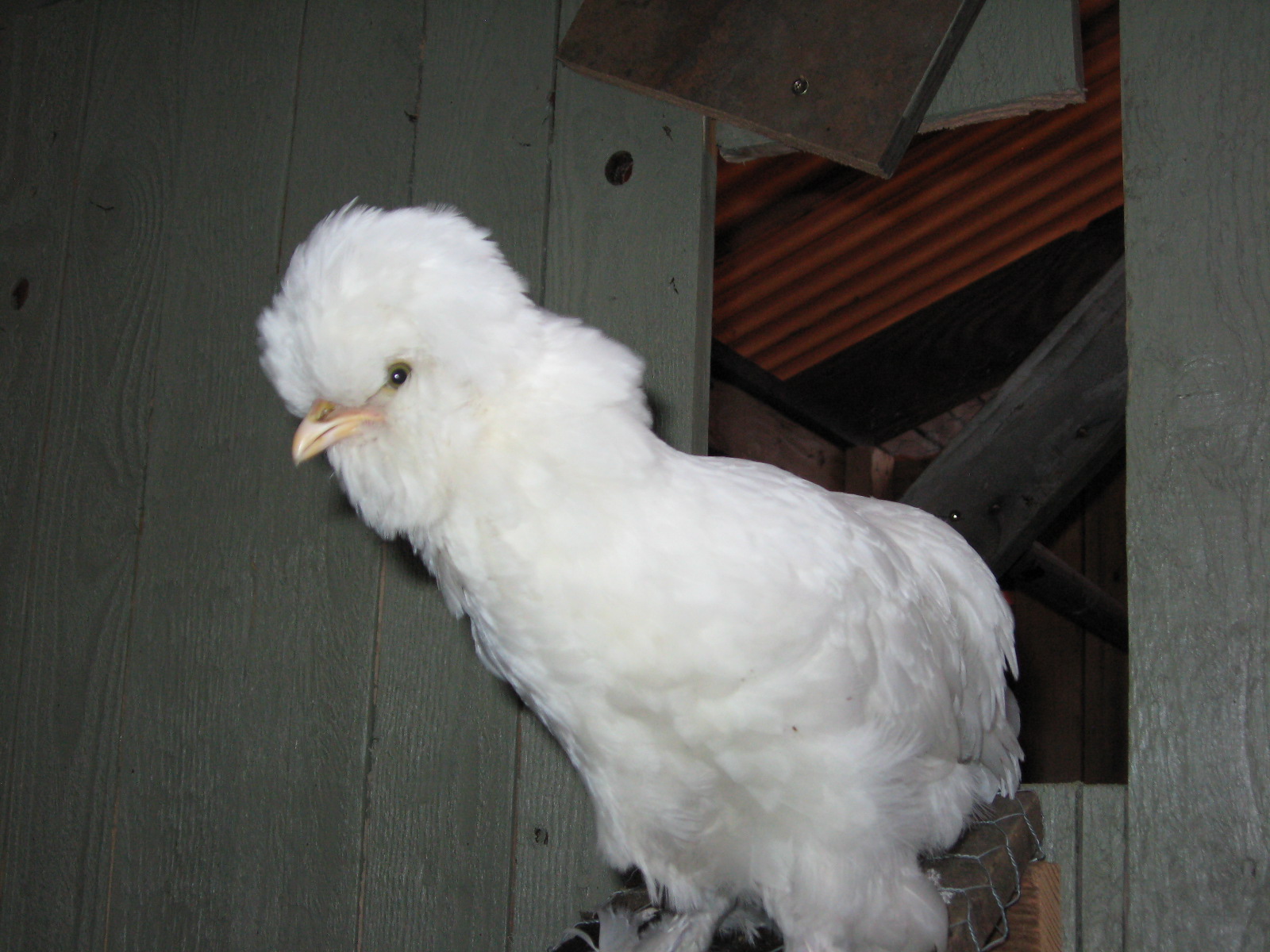 Nugget