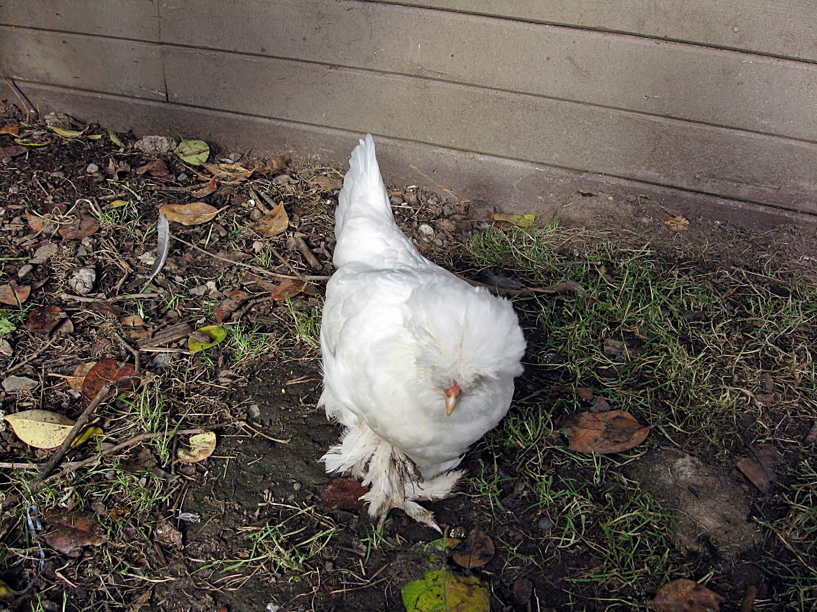 Nugget