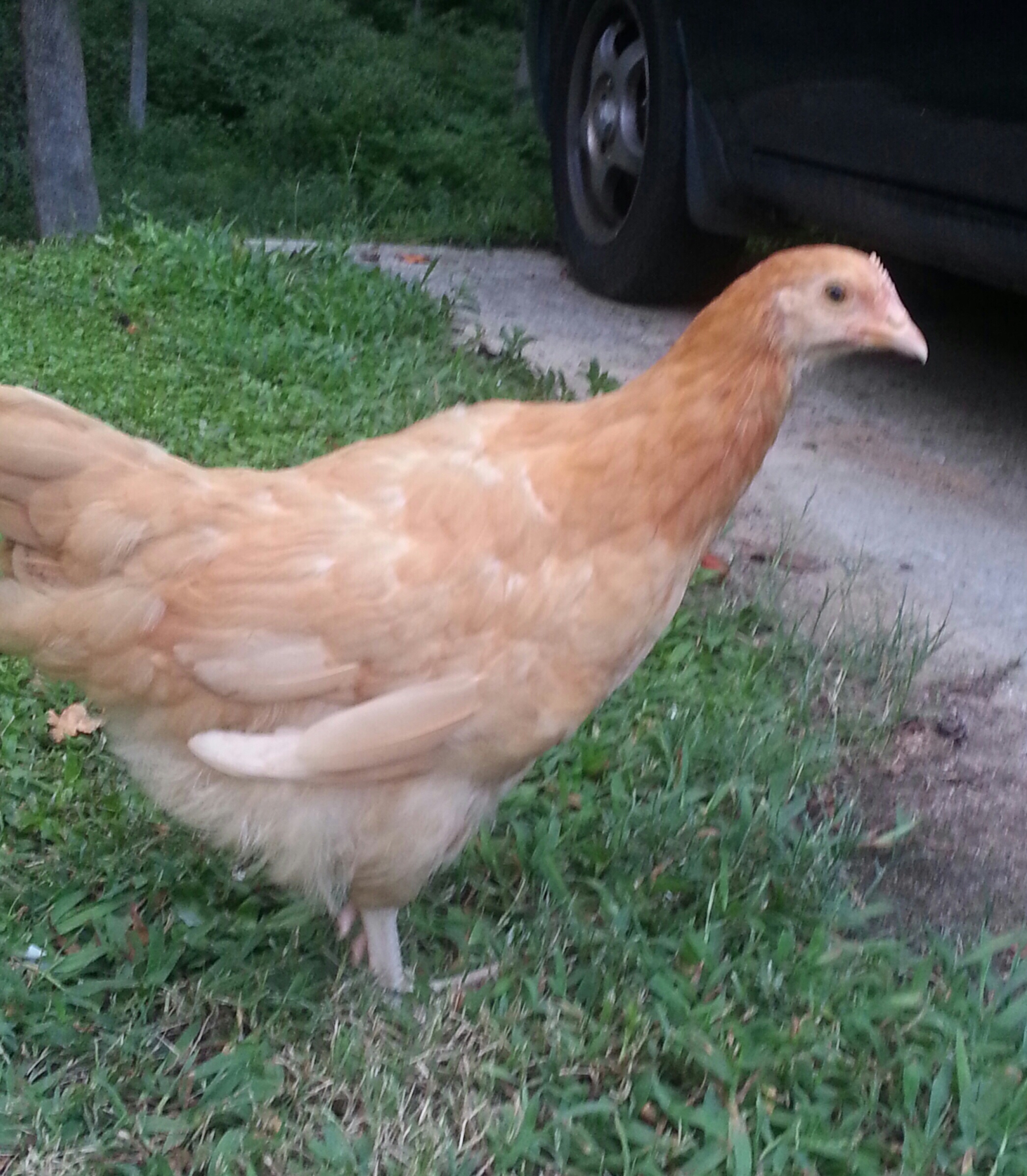 Nugget