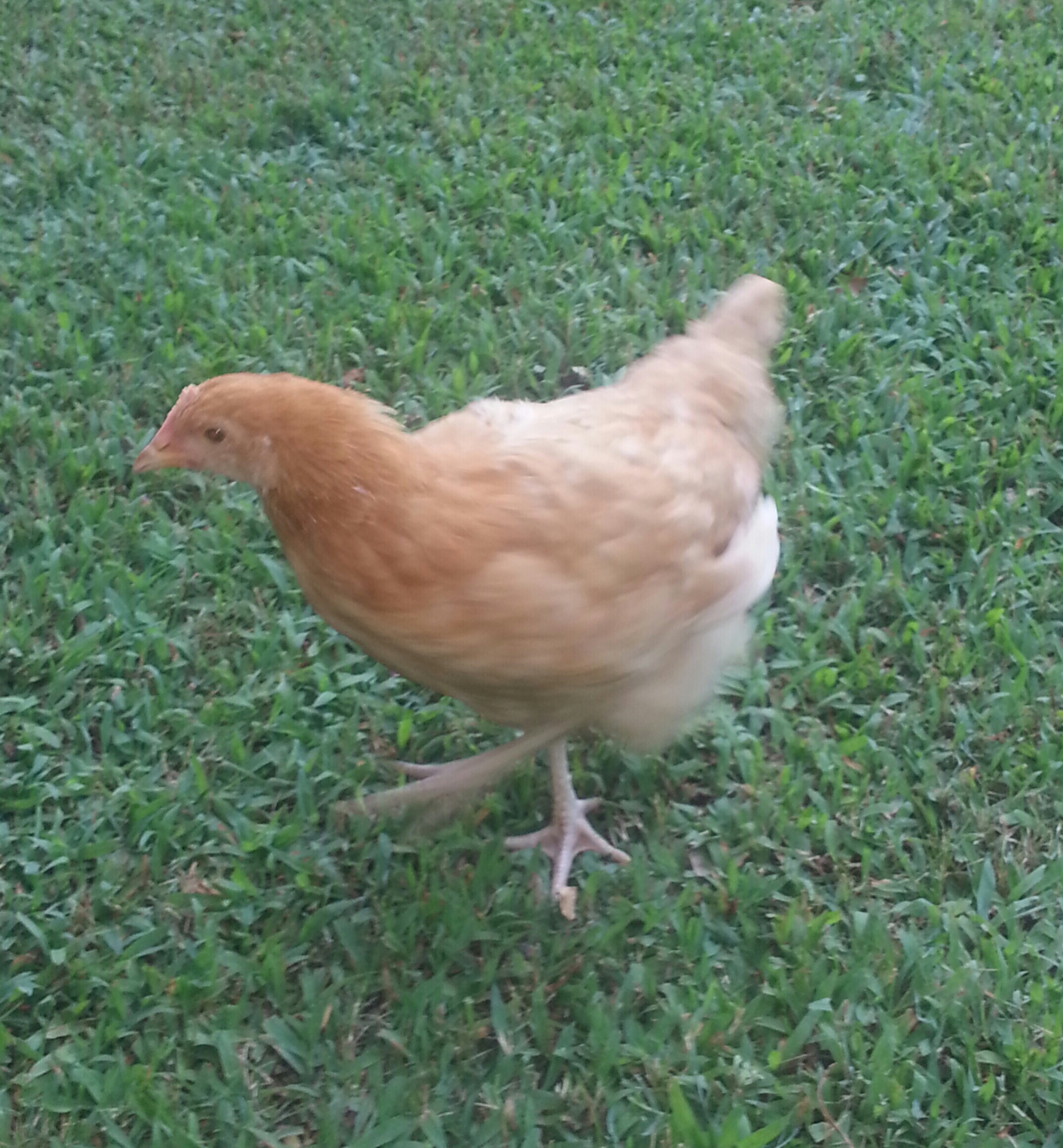 Nugget