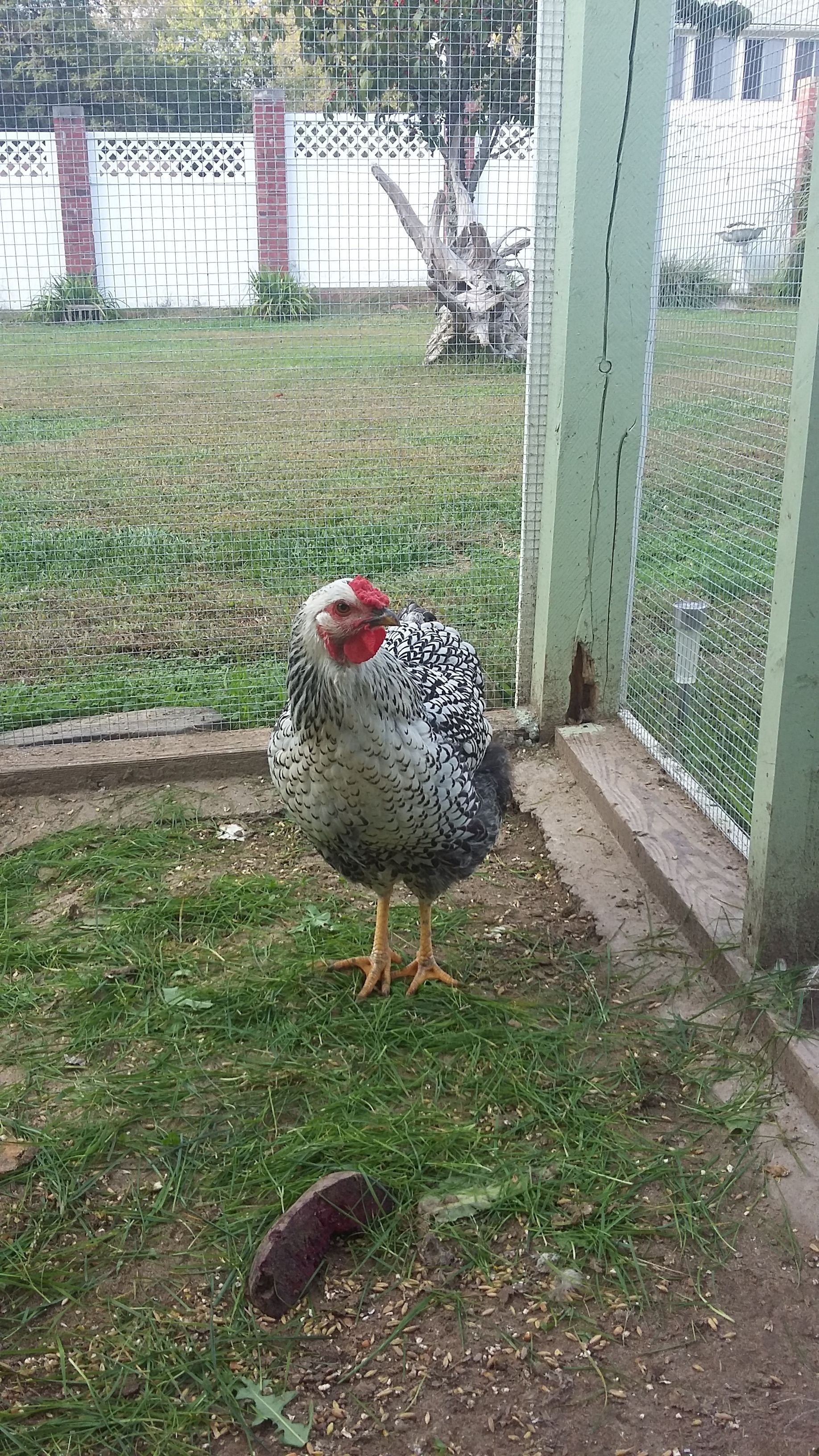 Nugget