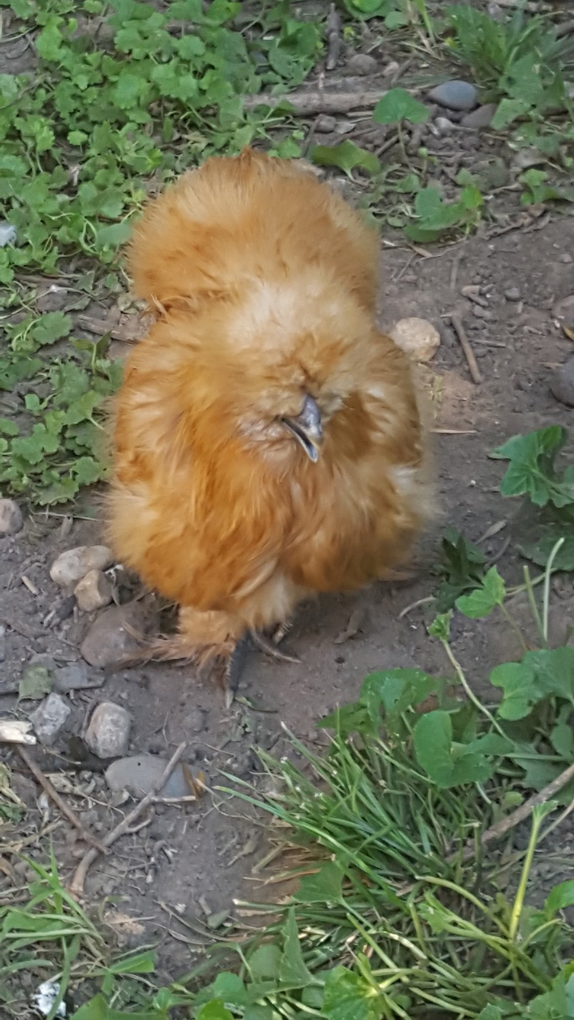 NUGGET