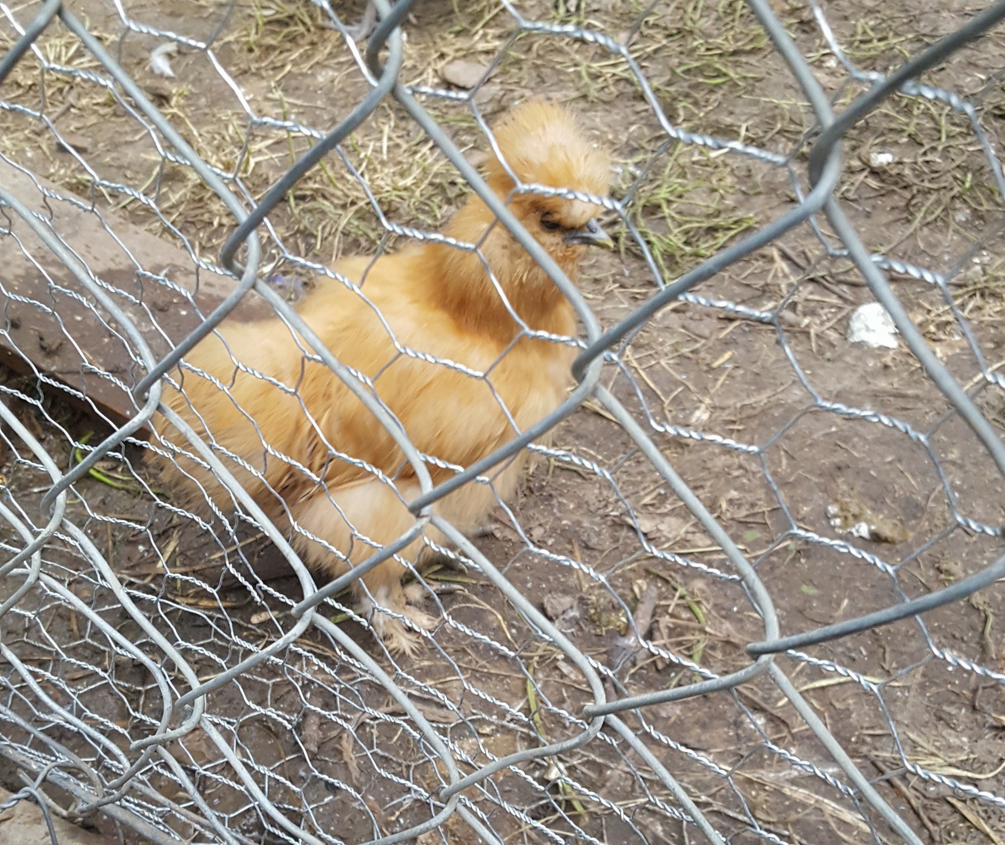Nugget