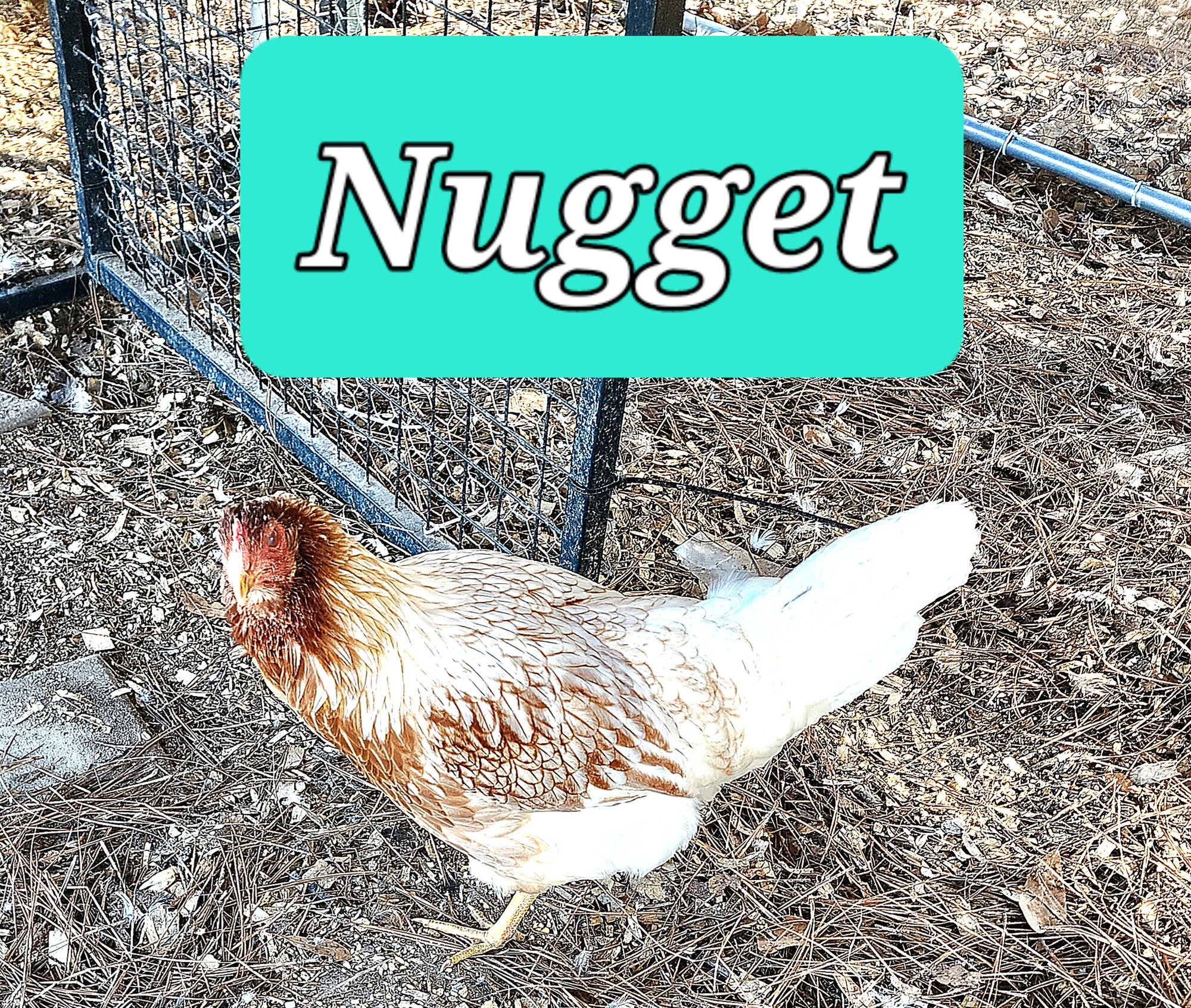 Nugget