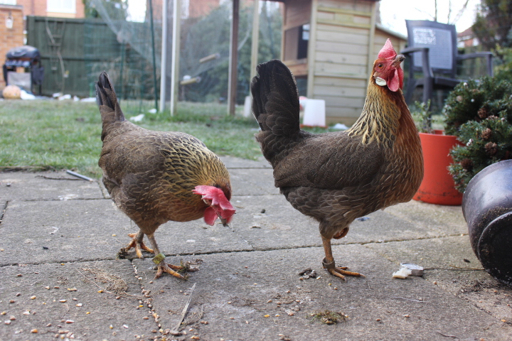Nuggets and Marlene exploring the garden (Brown Leghorns)
