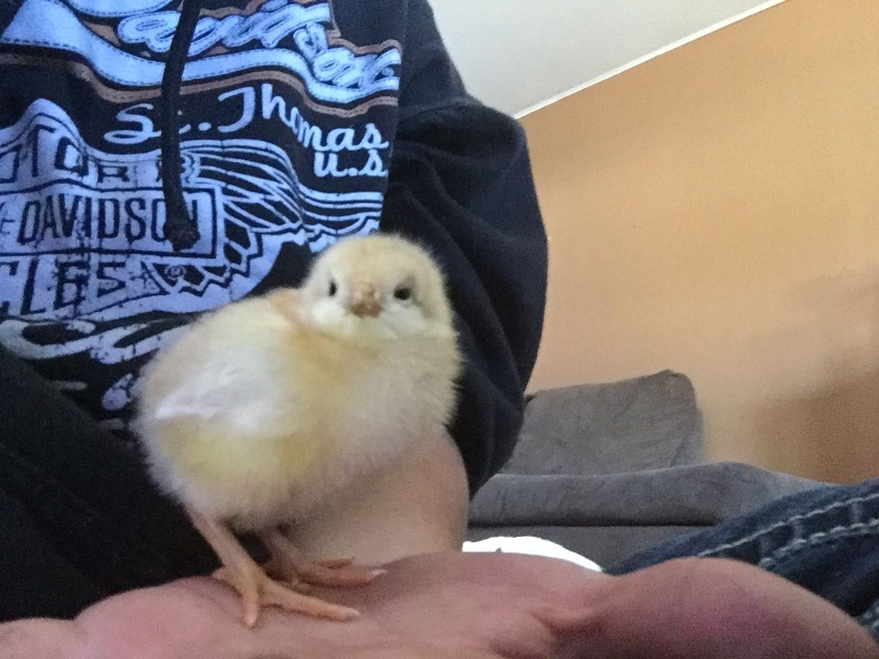 Nuggett